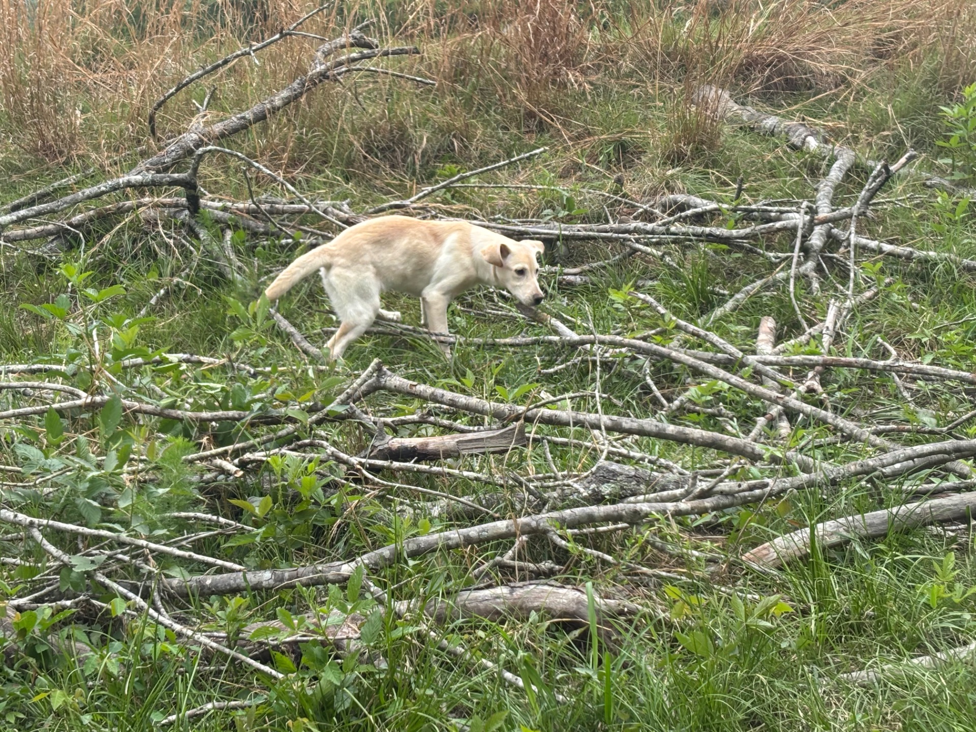 Fitz Hughes 25 photo 7