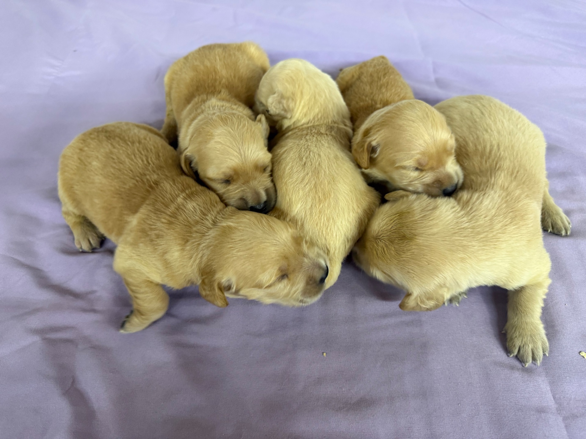 Abby J 5049/ Nessi 9887 Litter 6/15/26 photo 2
