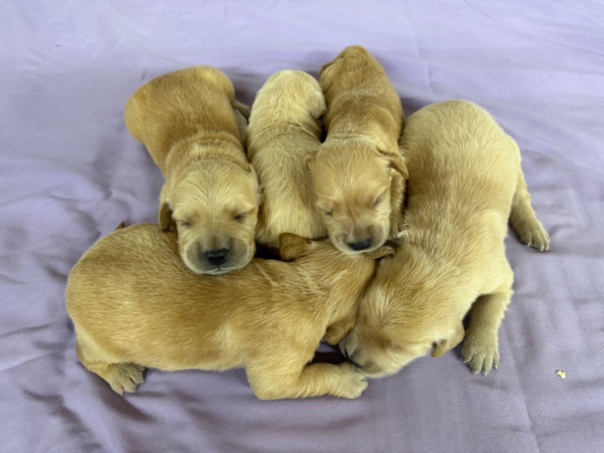 Abby J 5049/ Nessi 9887 Litter 6/15/26 photo 3