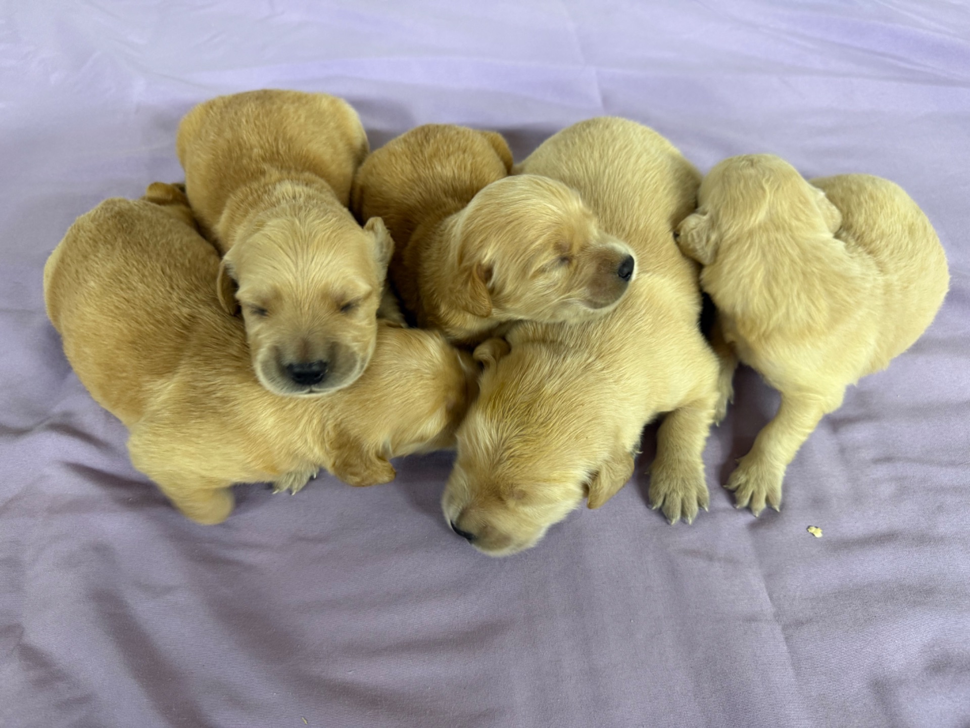 Abby J 5049/ Nessi 9887 Litter 6/15/26 photo 4