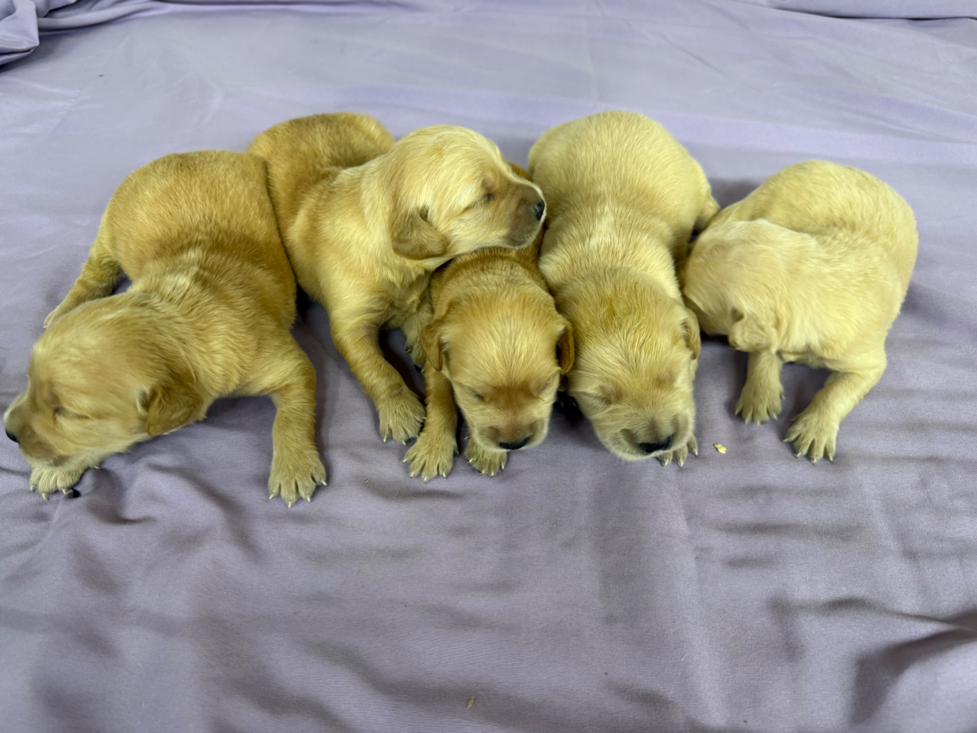 Abby J 5049/ Nessi 9887 Litter 6/15/26 photo 5