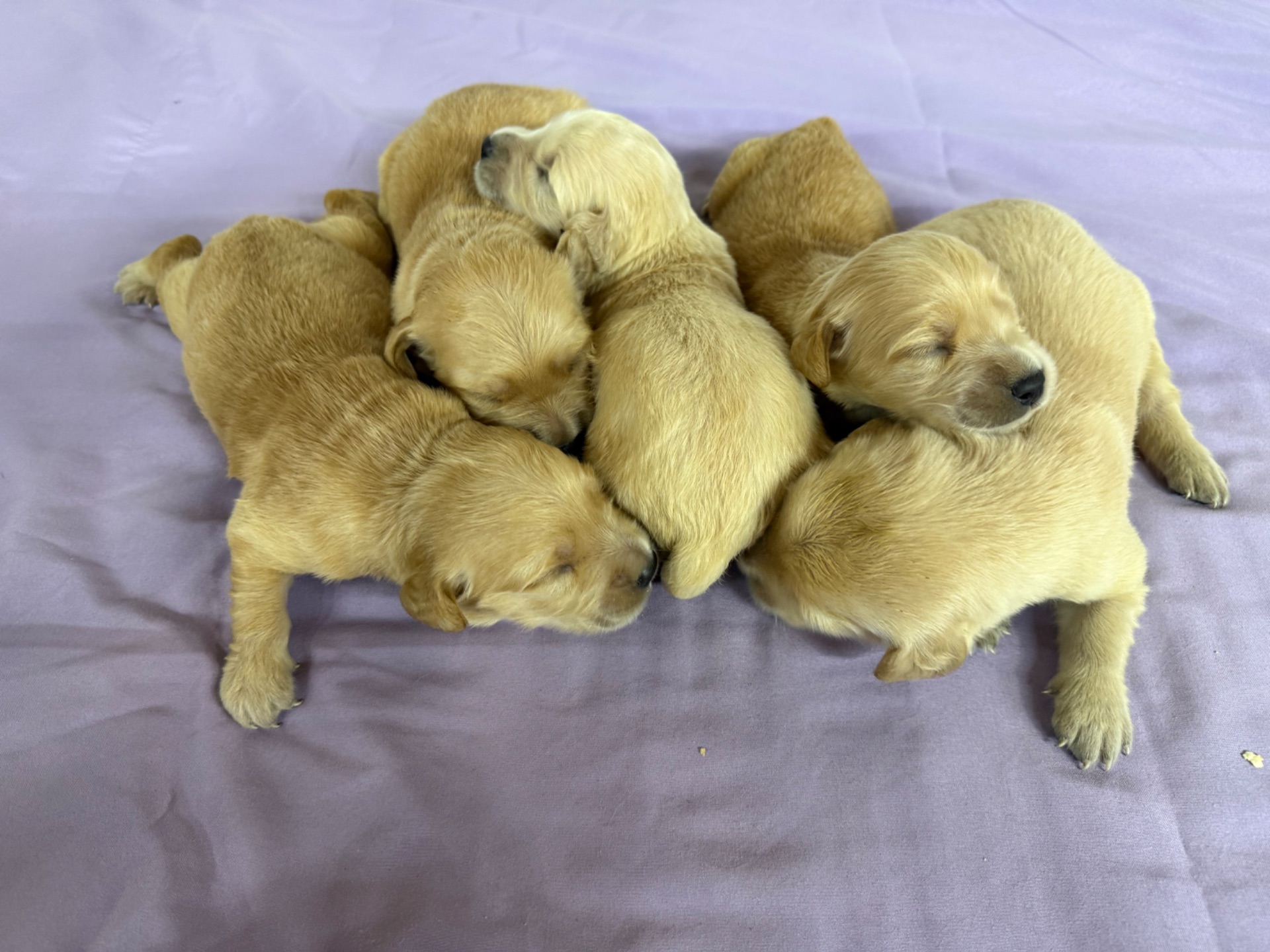 Abby J 5049/ Nessi 9887 Litter 6/15/26 photo 6