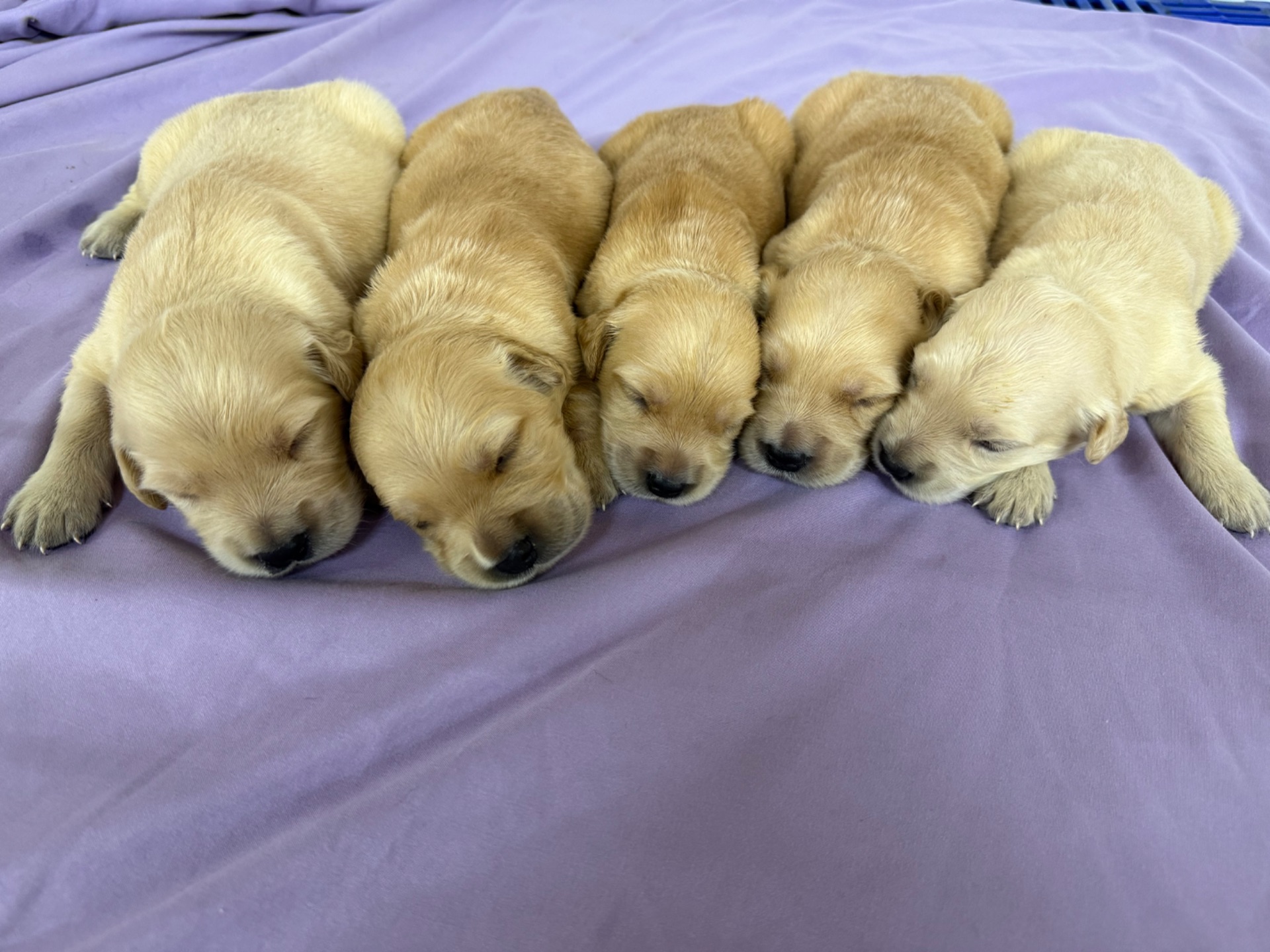 Abby J 5049/ Nessi 9887 Litter 6/15/26