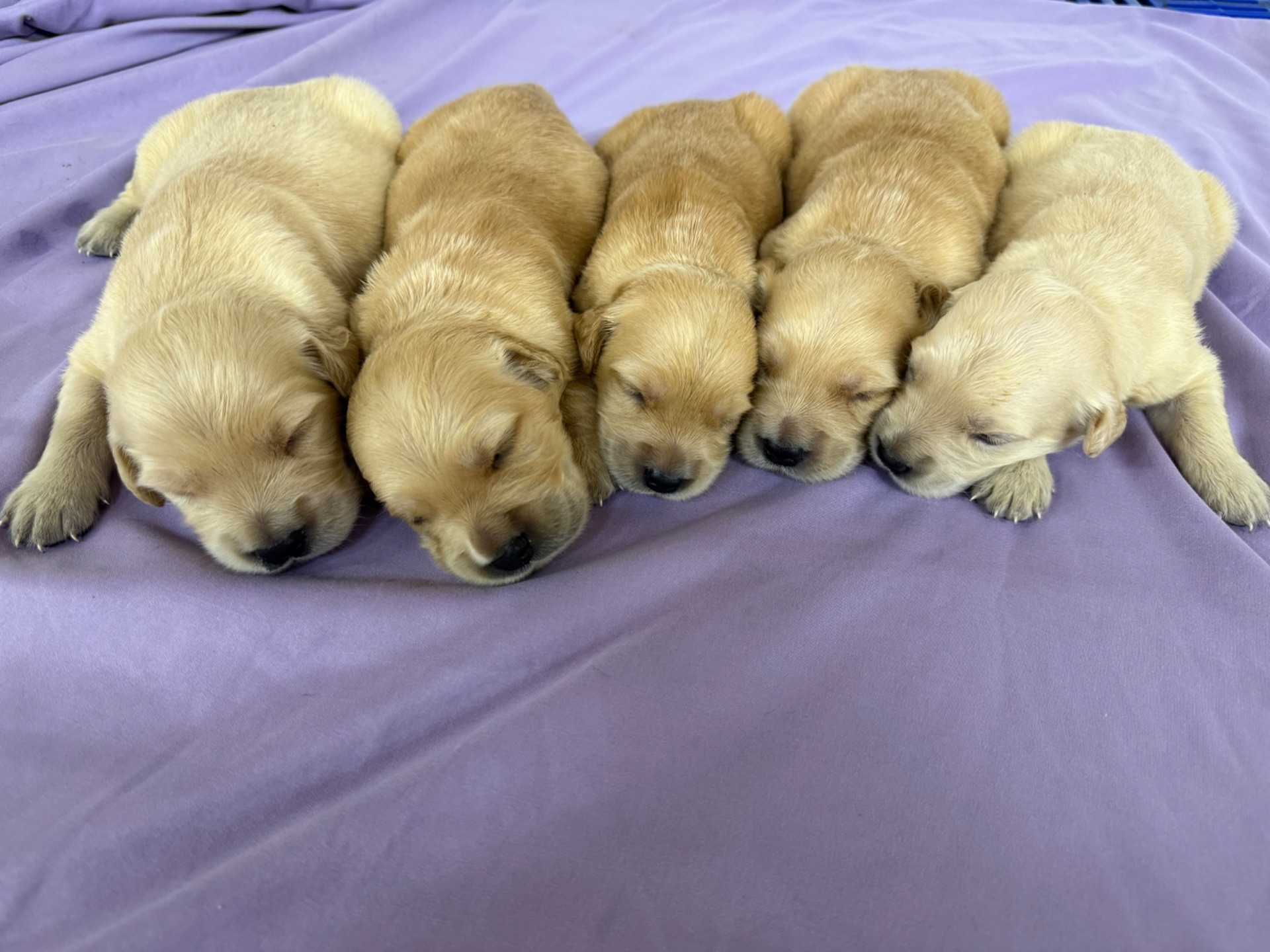 Abby J 5049/ Nessi 9887 Litter 6/15/26 photo 7