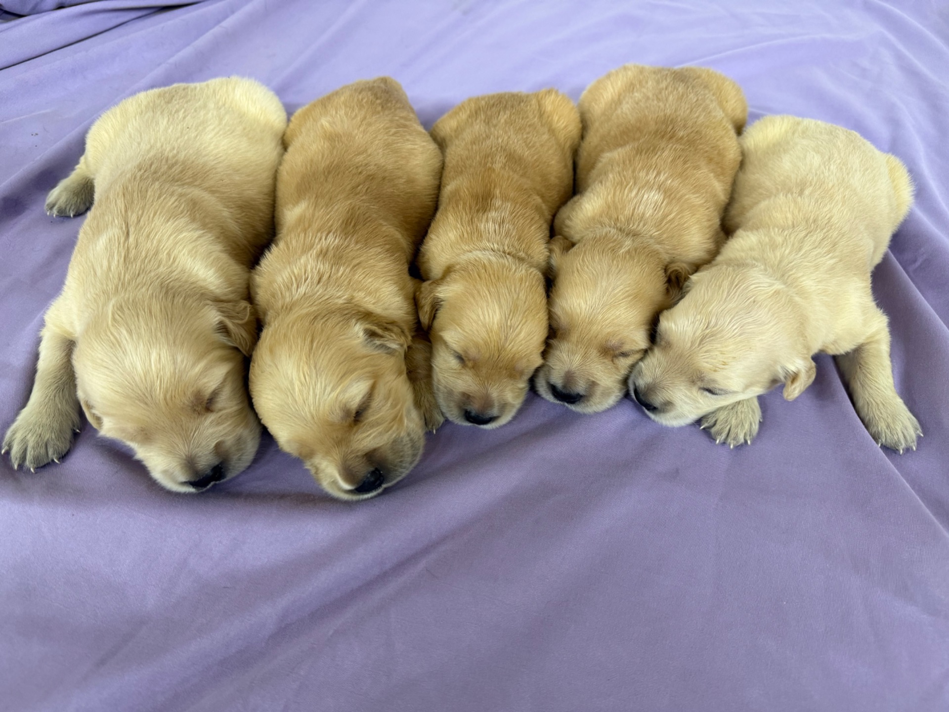 Abby J 5049/ Nessi 9887 Litter 6/15/26 photo 8