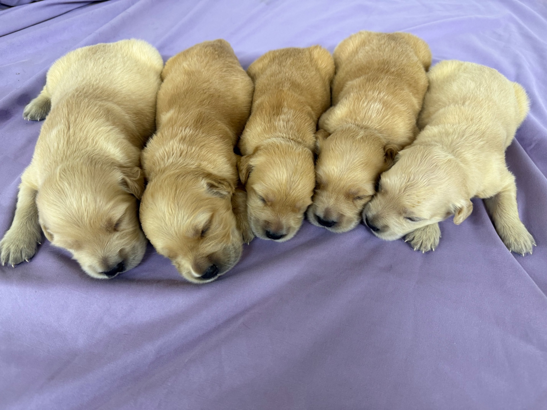Abby J 5049/ Nessi 9887 Litter 6/15/26 photo 9