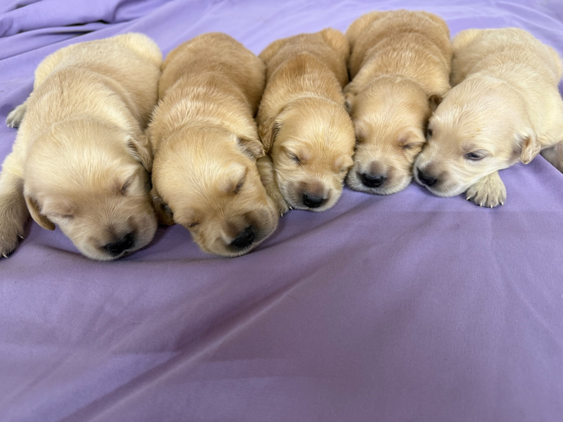Abby J 5049/ Nessi 9887 Litter 6/15/26 photo 10