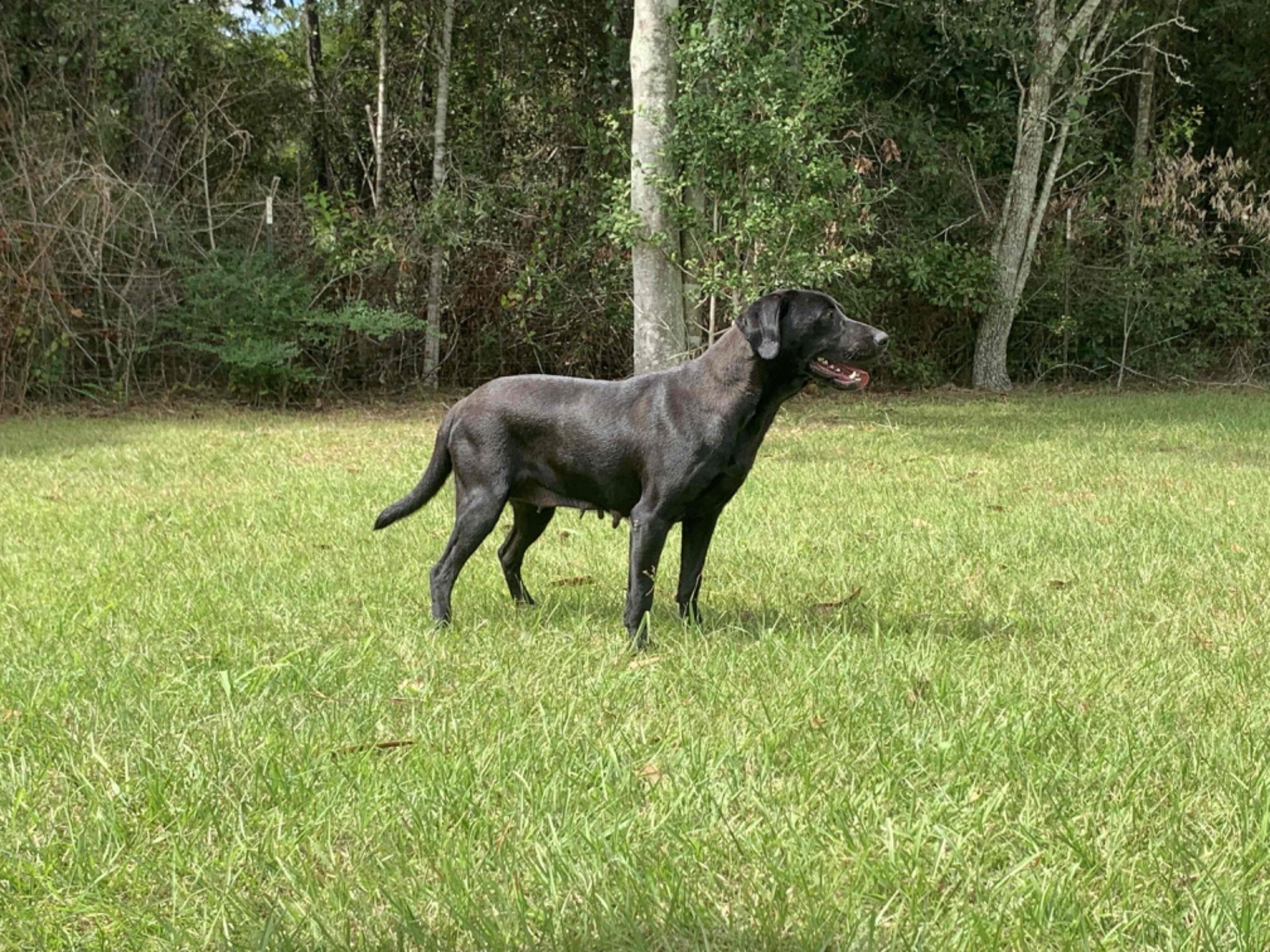 Teal "ace's Teal Of Goose"