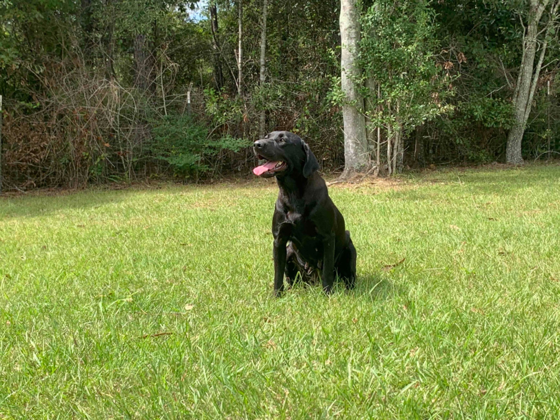 Teal "ace's Teal Of Goose" photo 2