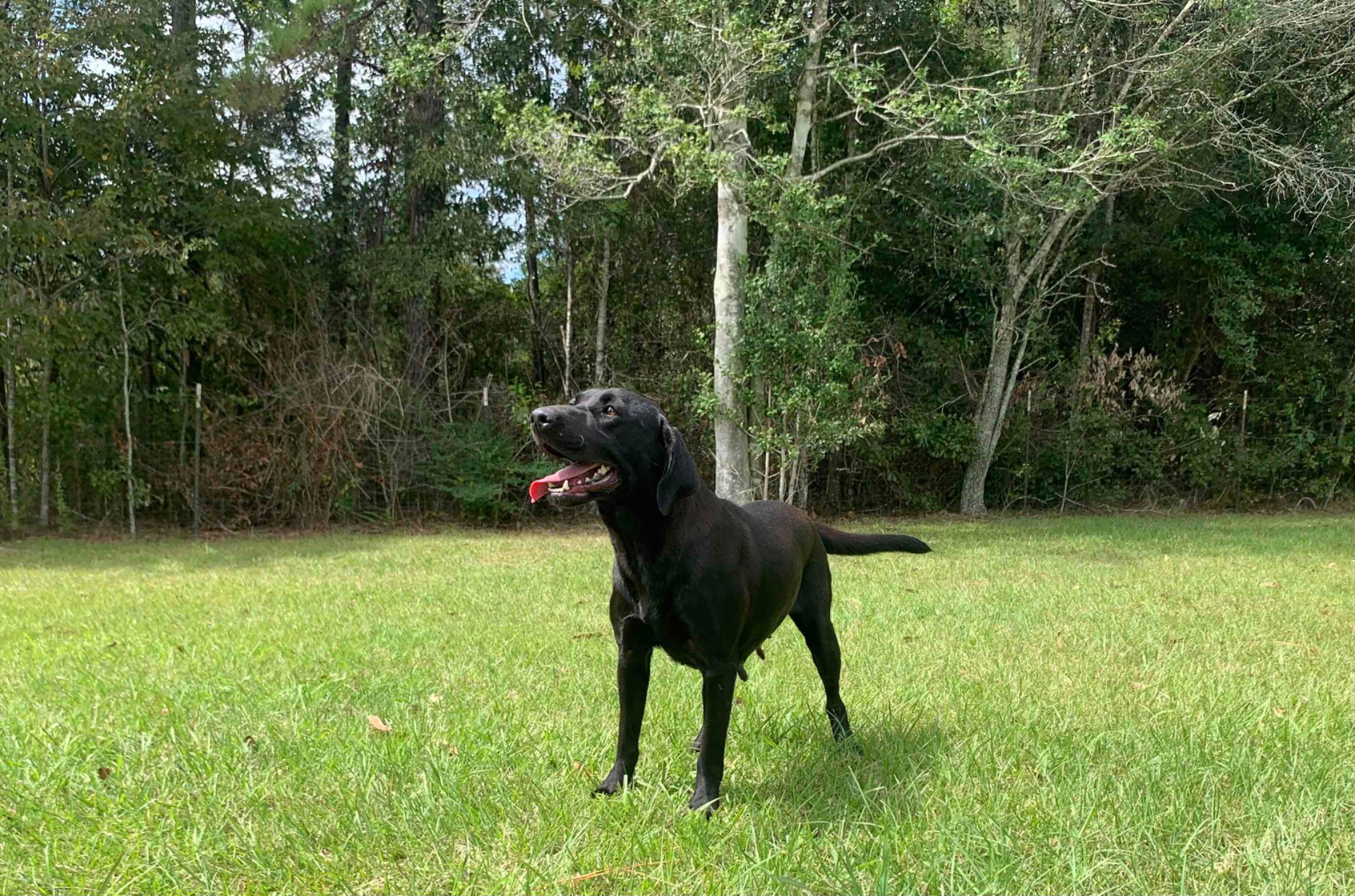 Teal "ace's Teal Of Goose" photo 4