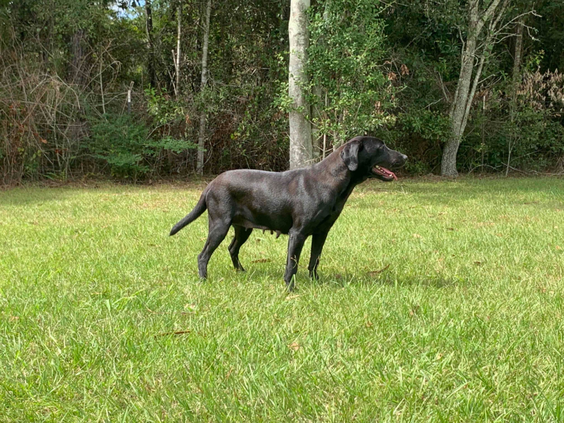 Teal "ace's Teal Of Goose" photo 5