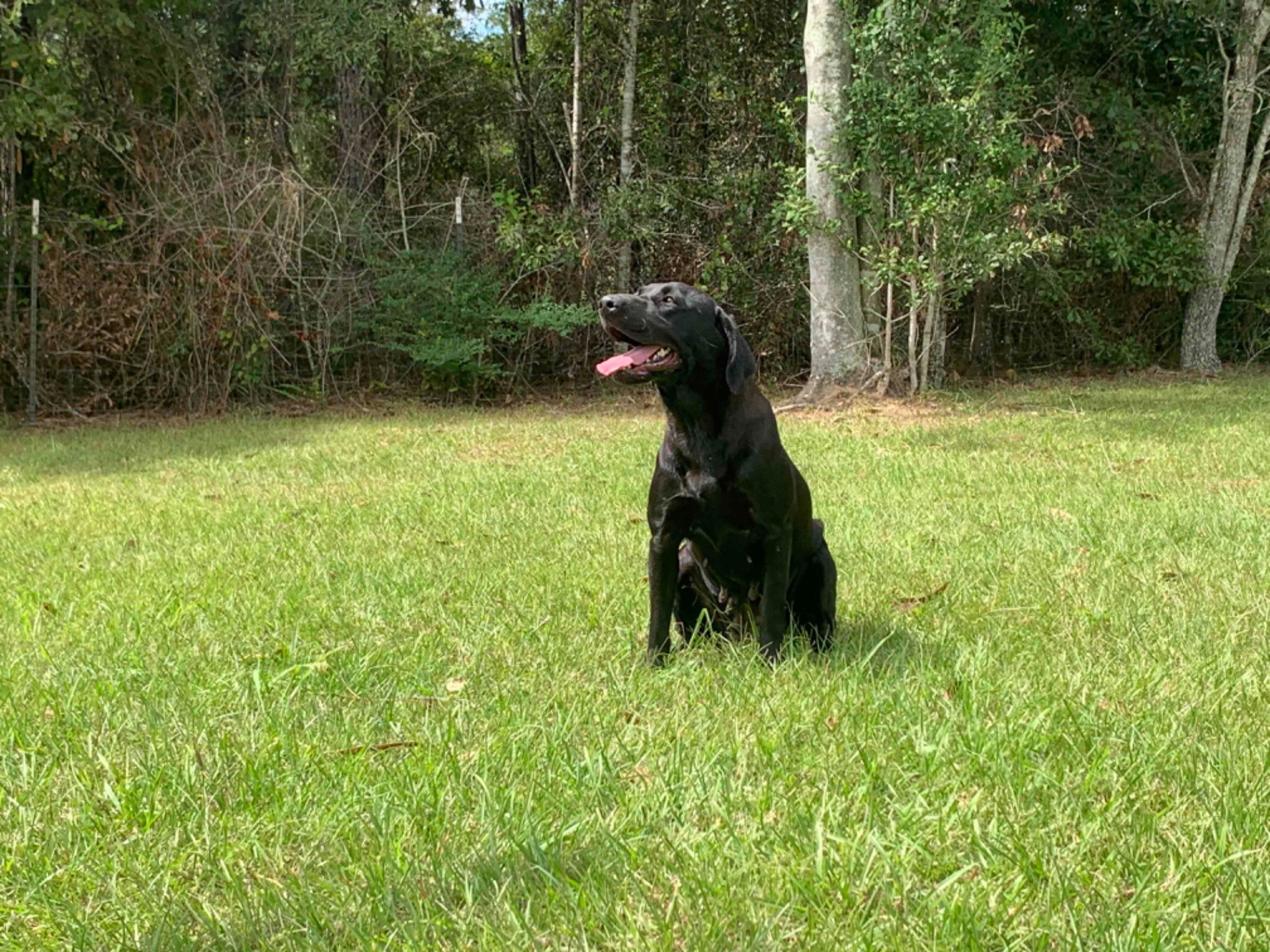 Teal "ace's Teal Of Goose" photo 6