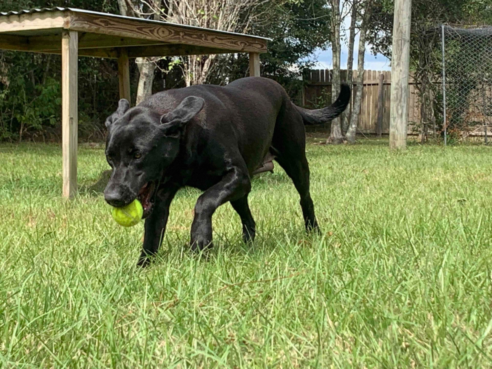 Teal "ace's Teal Of Goose" photo 7