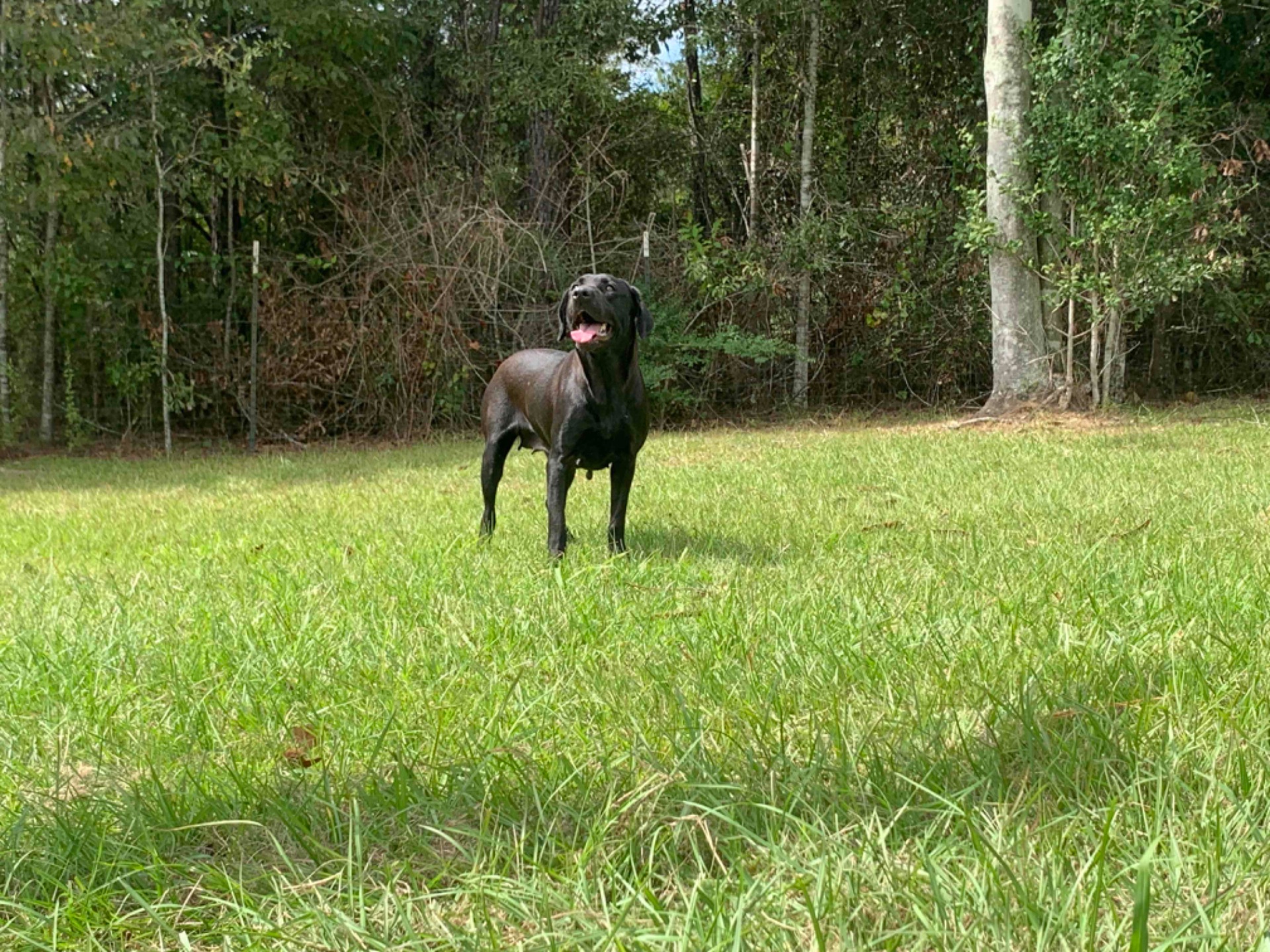 Teal "ace's Teal Of Goose" photo 8