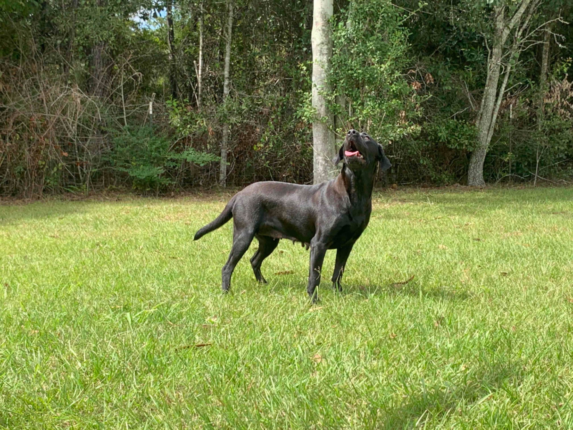 Teal "ace's Teal Of Goose" photo 9