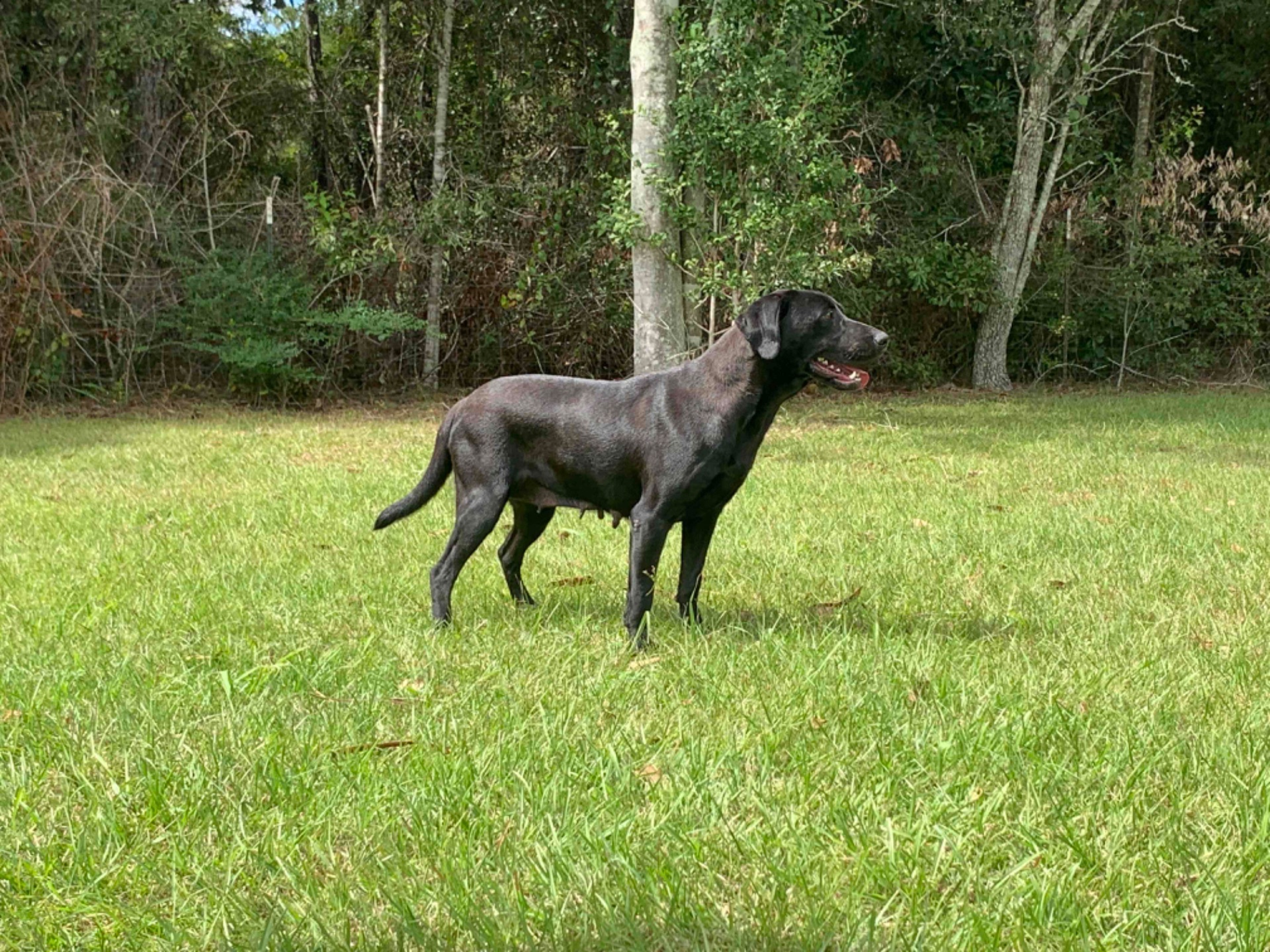 Teal "ace's Teal Of Goose" photo 10