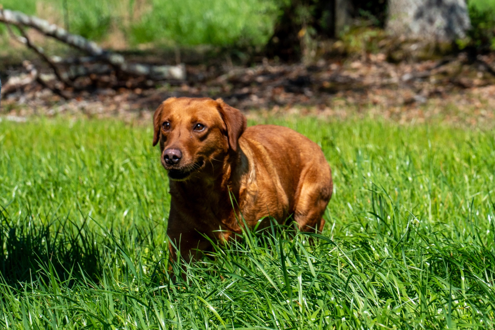 Bailey K "ace's Bailey Of Adoraden Rory" photo 2