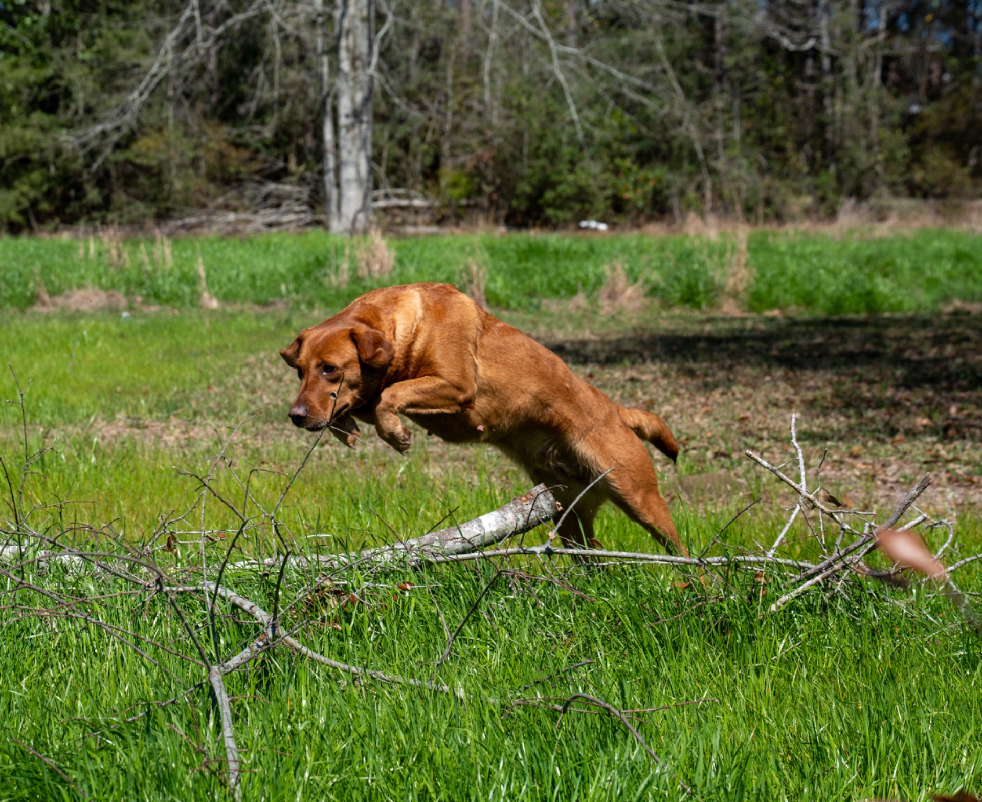 Bailey K "ace's Bailey Of Adoraden Rory" photo 3