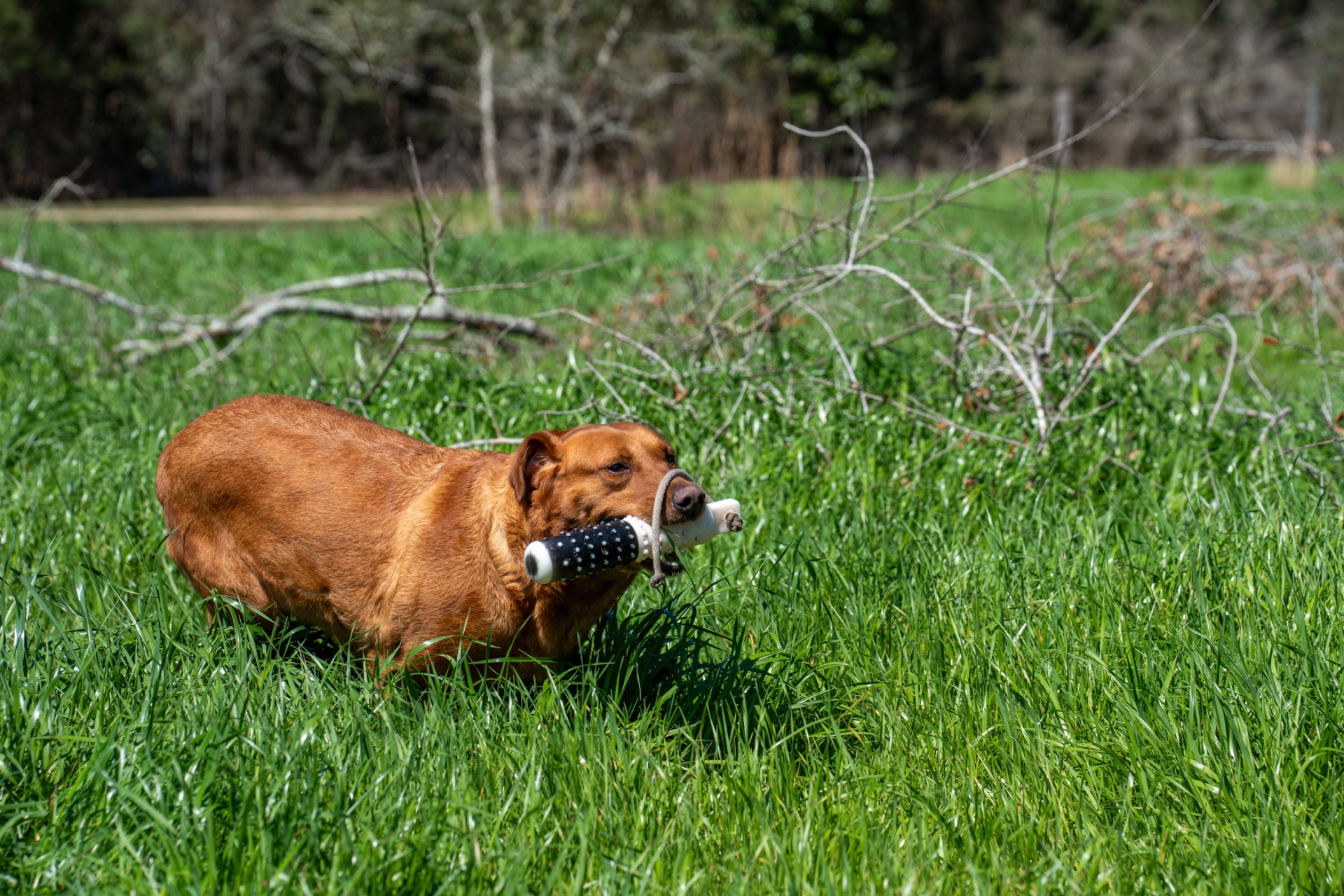 Bailey K "ace's Bailey Of Adoraden Rory" photo 5