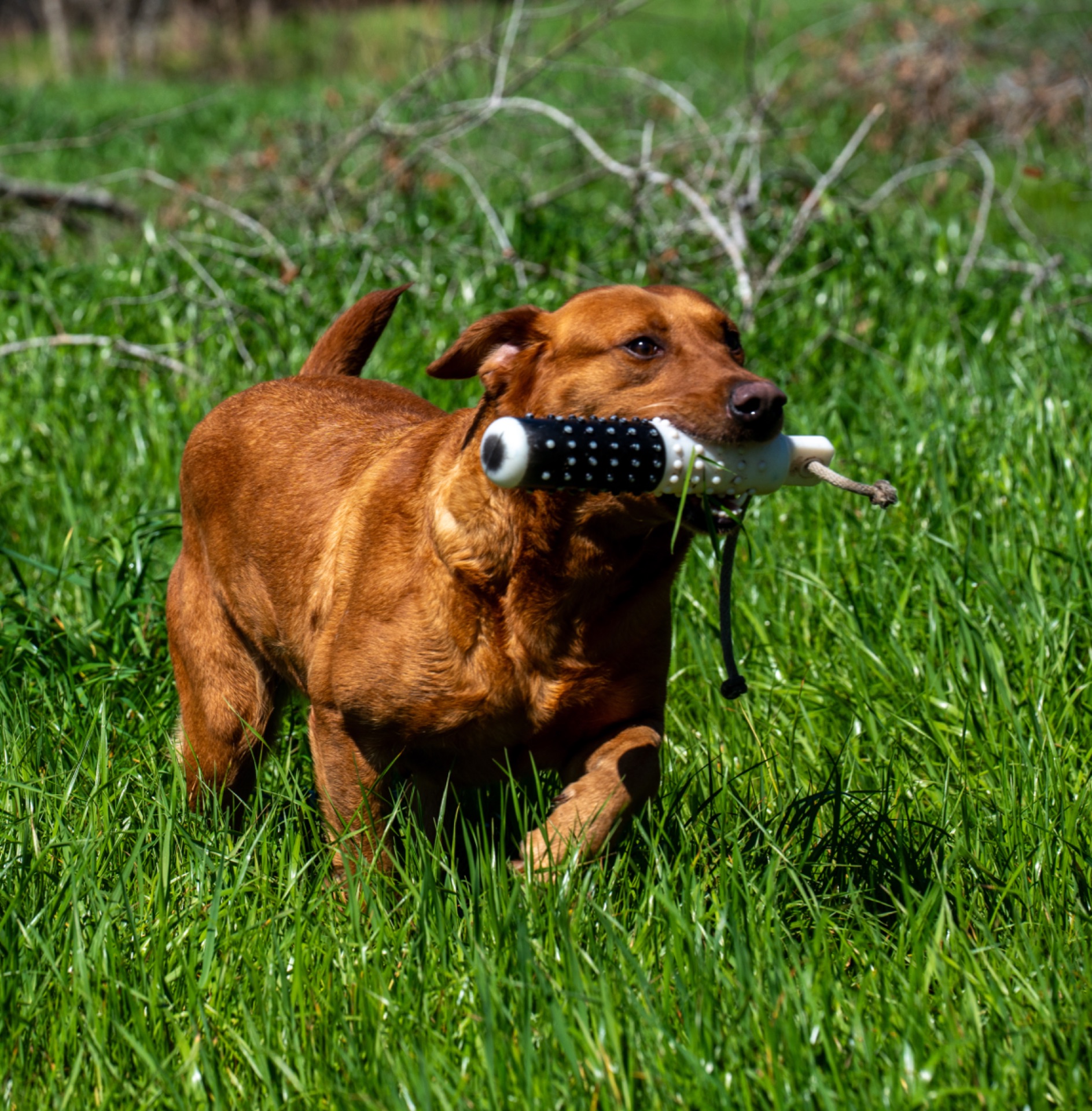 Bailey K "ace's Bailey Of Adoraden Rory"