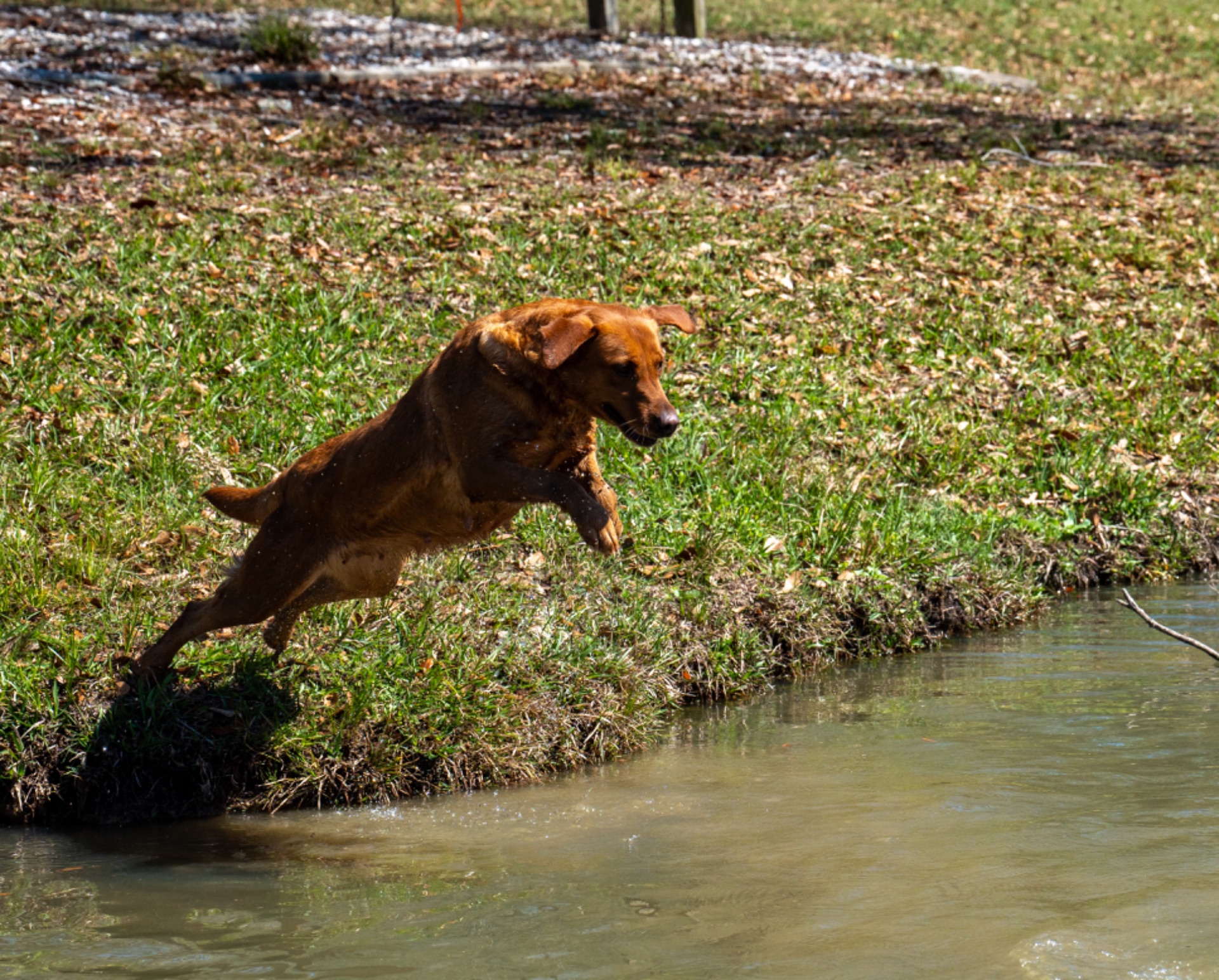 Bailey K "ace's Bailey Of Adoraden Rory" photo 6