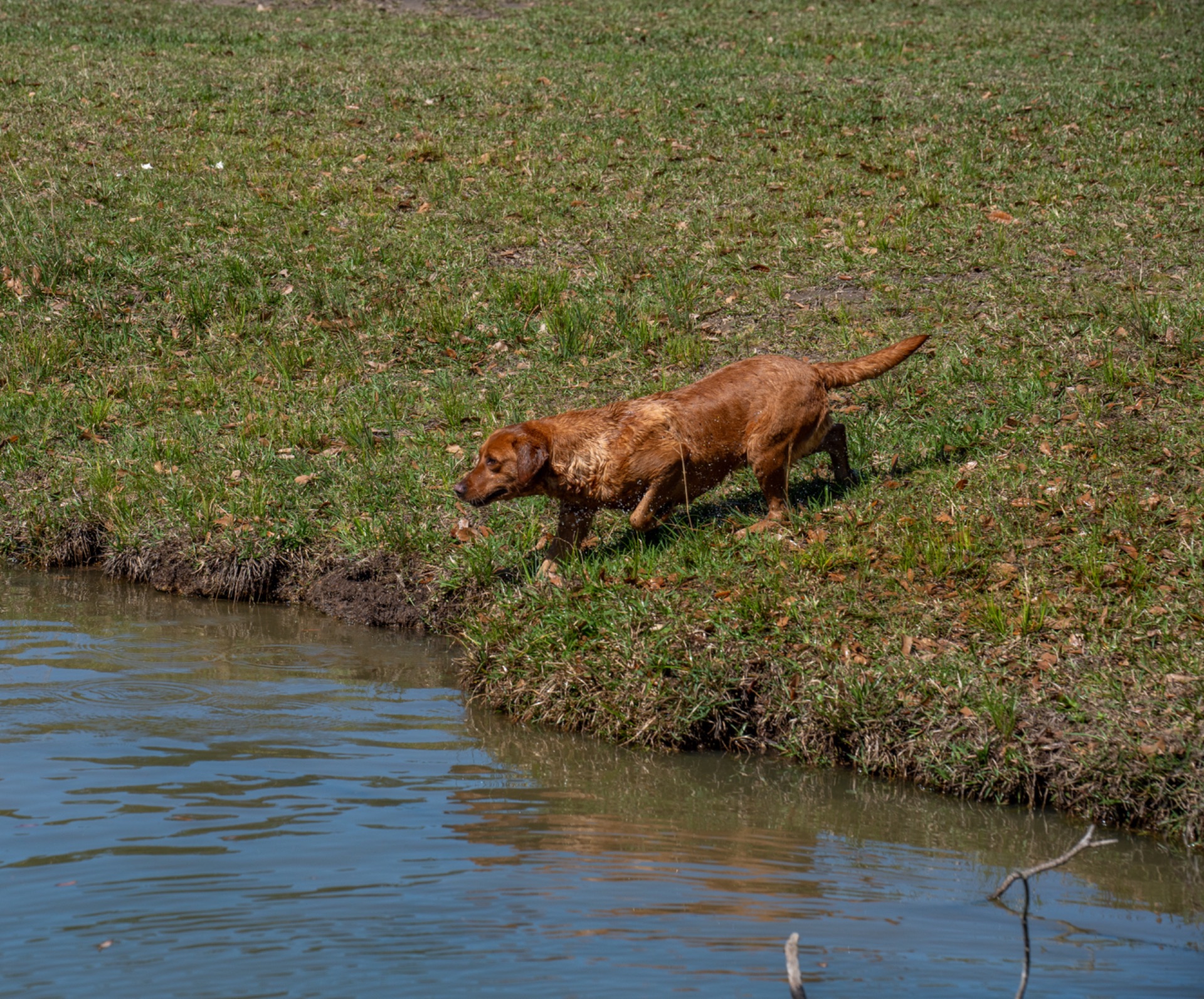 Bailey K "ace's Bailey Of Adoraden Rory" photo 7