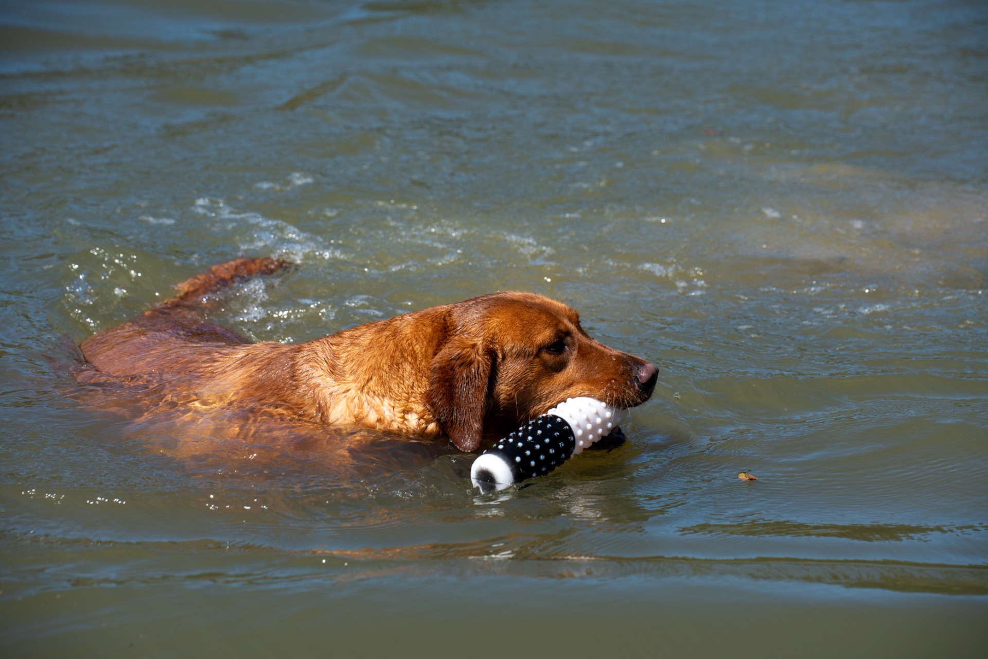 Bailey K "ace's Bailey Of Adoraden Rory" photo 8