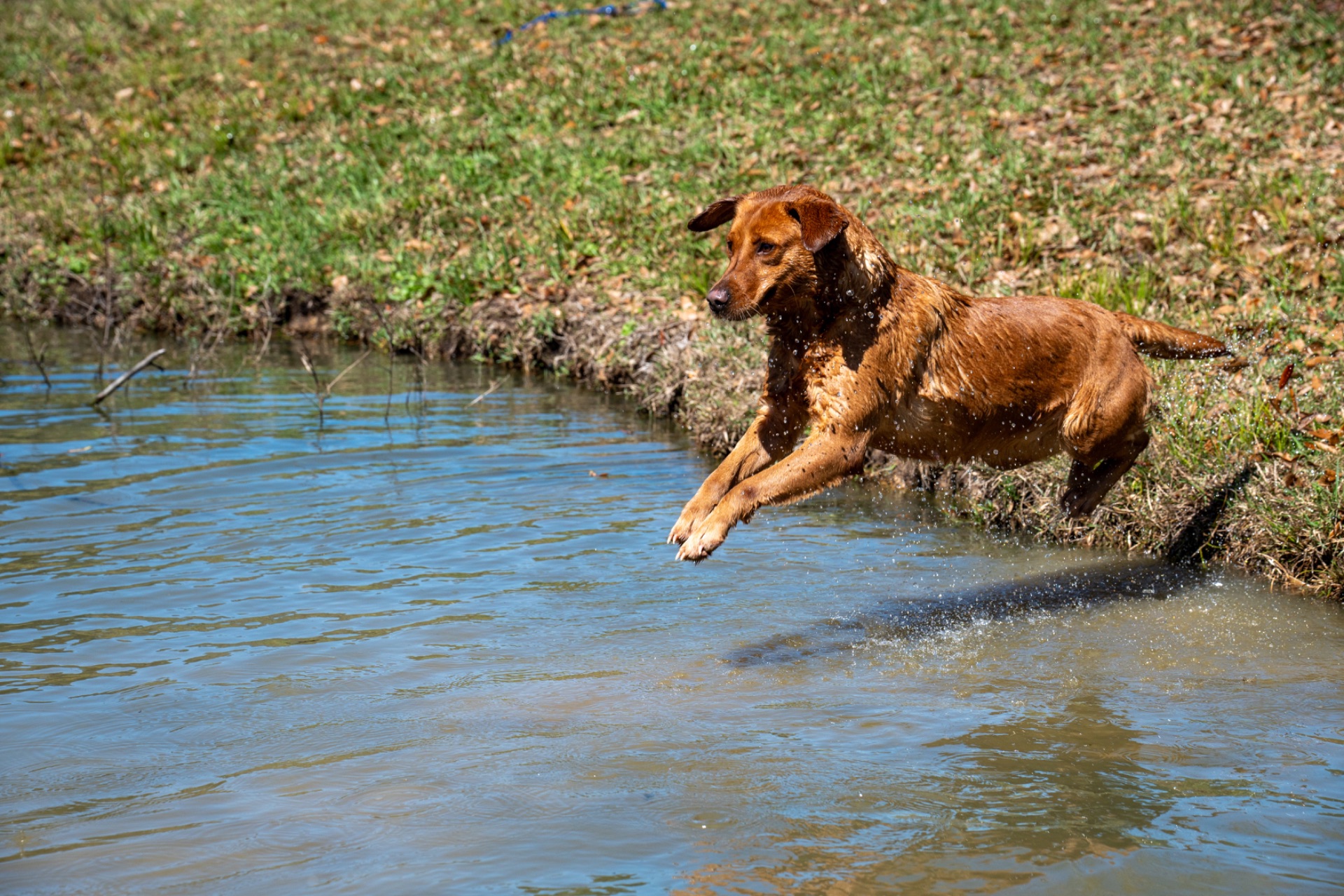 Bailey K "ace's Bailey Of Adoraden Rory" photo 9