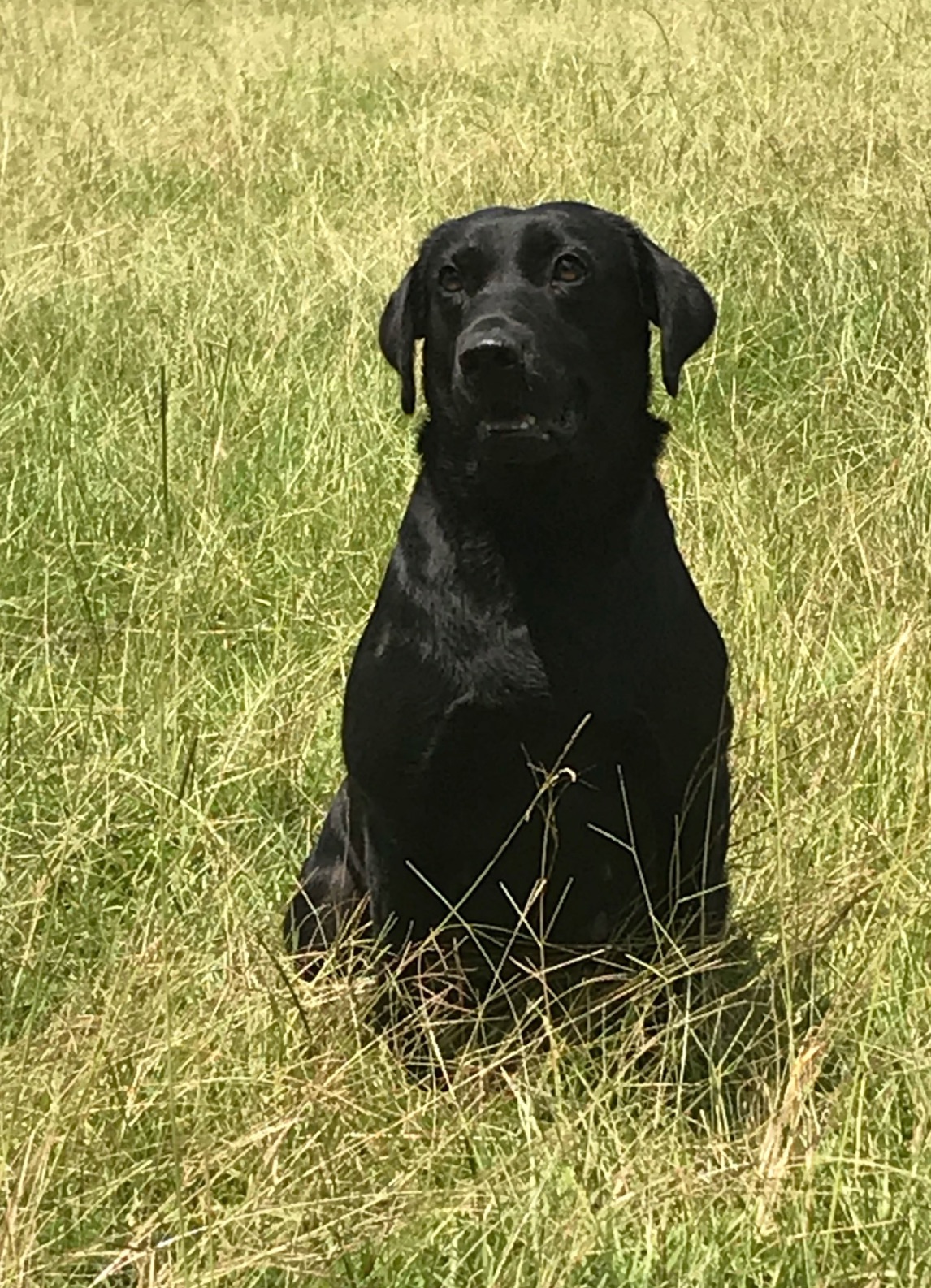 Bonnie "ELITE BONNIE OF DIABLO"