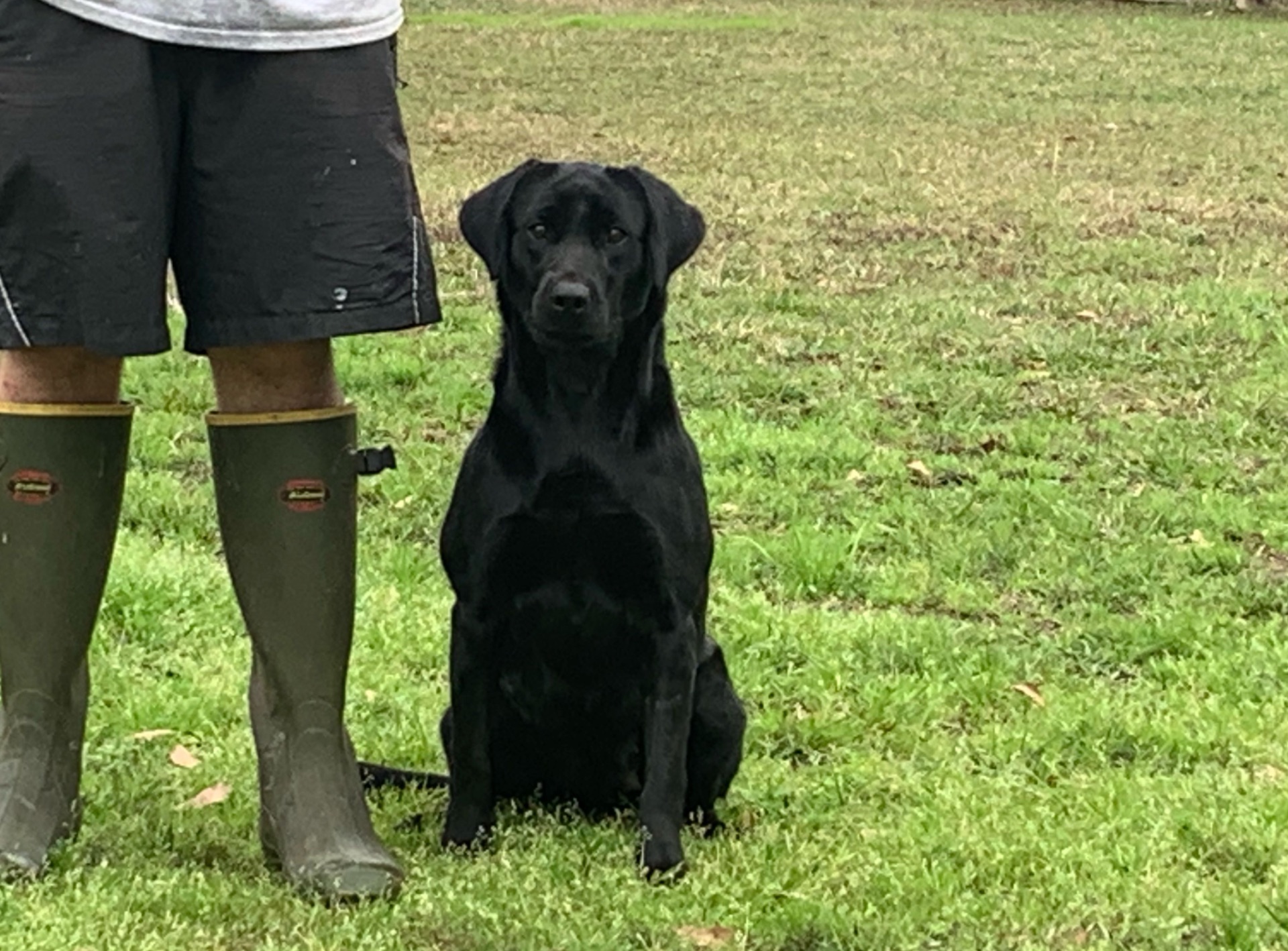 Cherokee "ELITE ACES 'CHEROKEE' OF DORO"