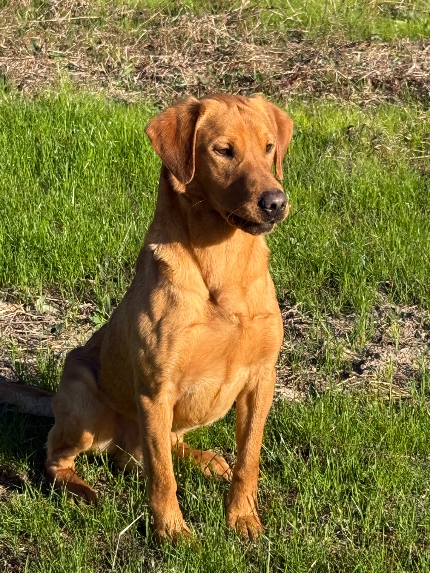 STONEYSHORE JACK (Jack)