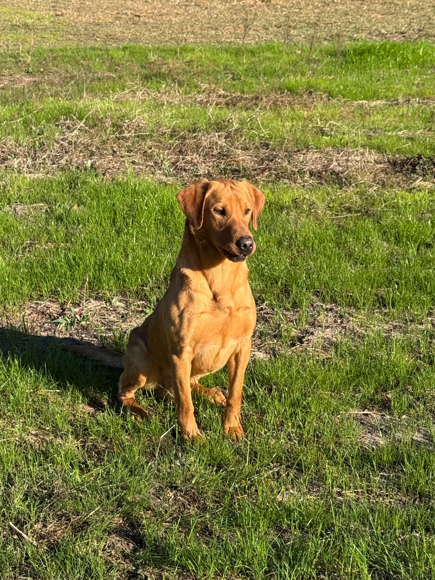 STONEYSHORE JACK (Jack) photo 2