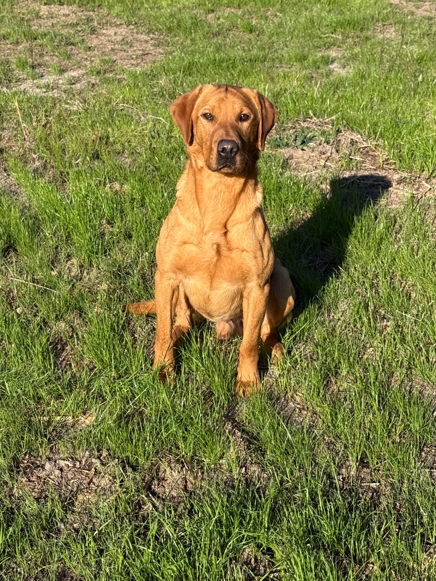 STONEYSHORE JACK (Jack) photo 3