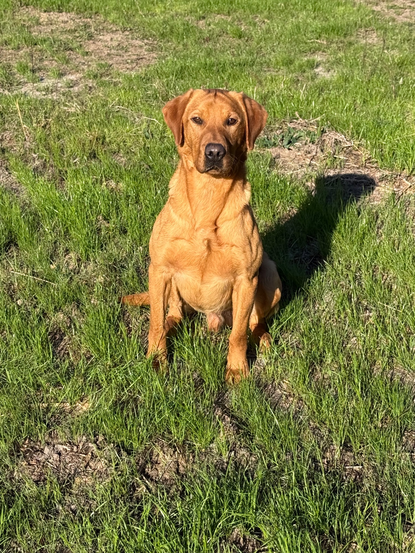 STONEYSHORE JACK (Jack) photo 4