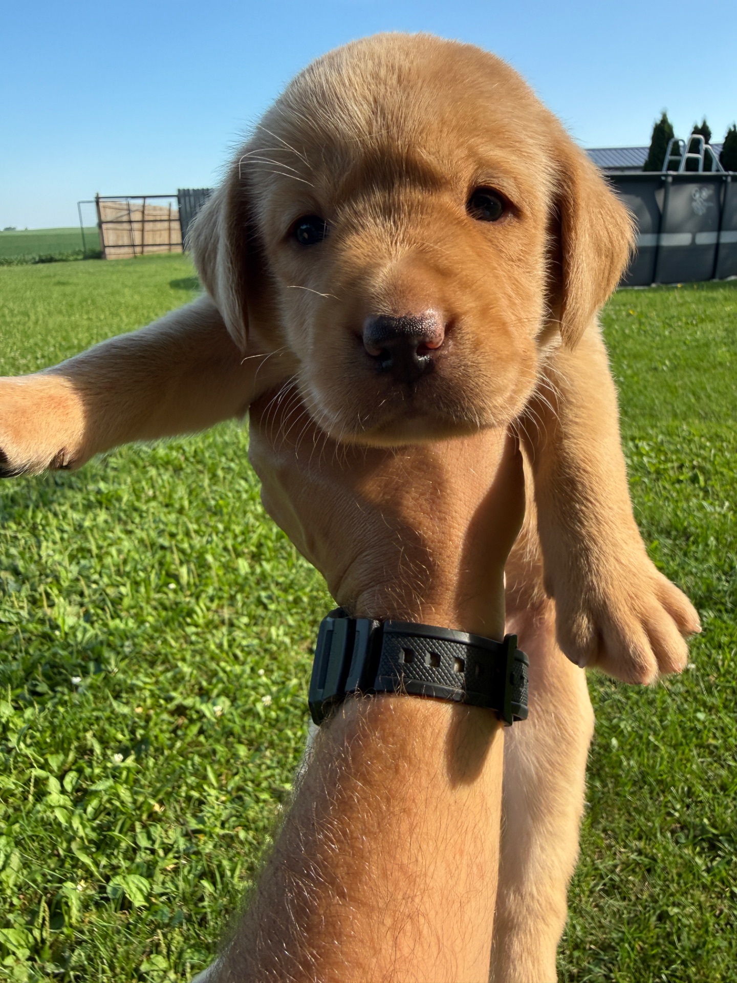 Willie