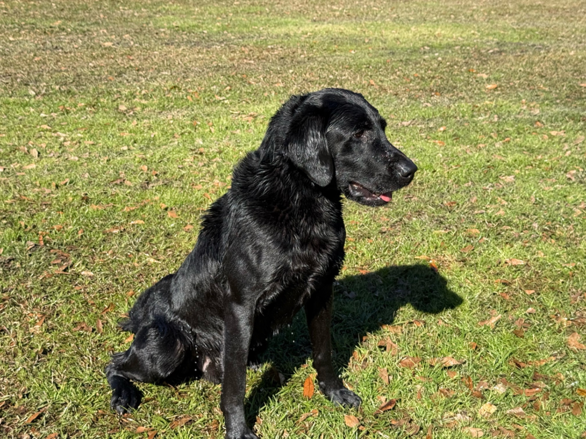 Cole I "Honoris Highland" (UK)