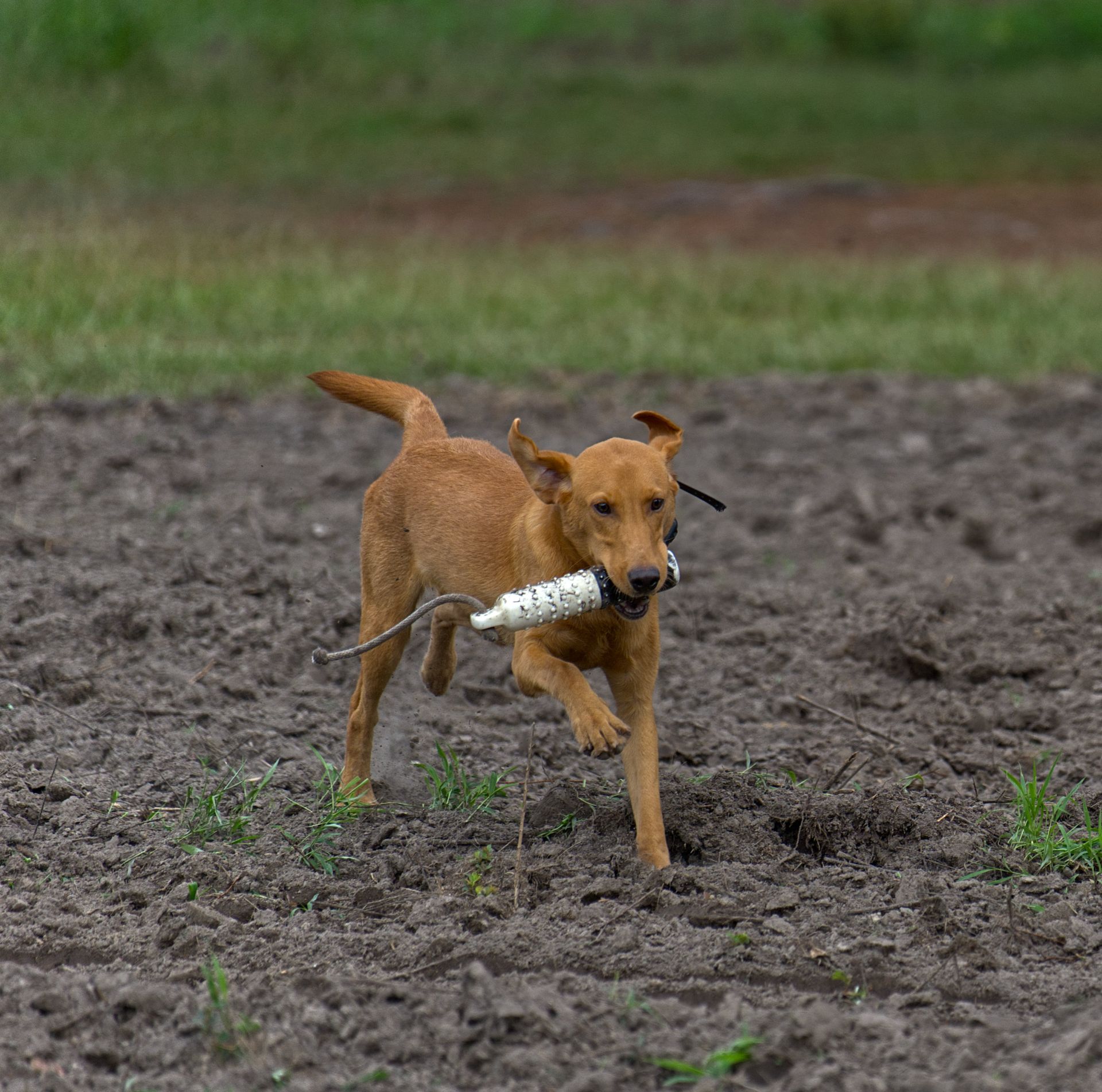 Archer 25 photo 5