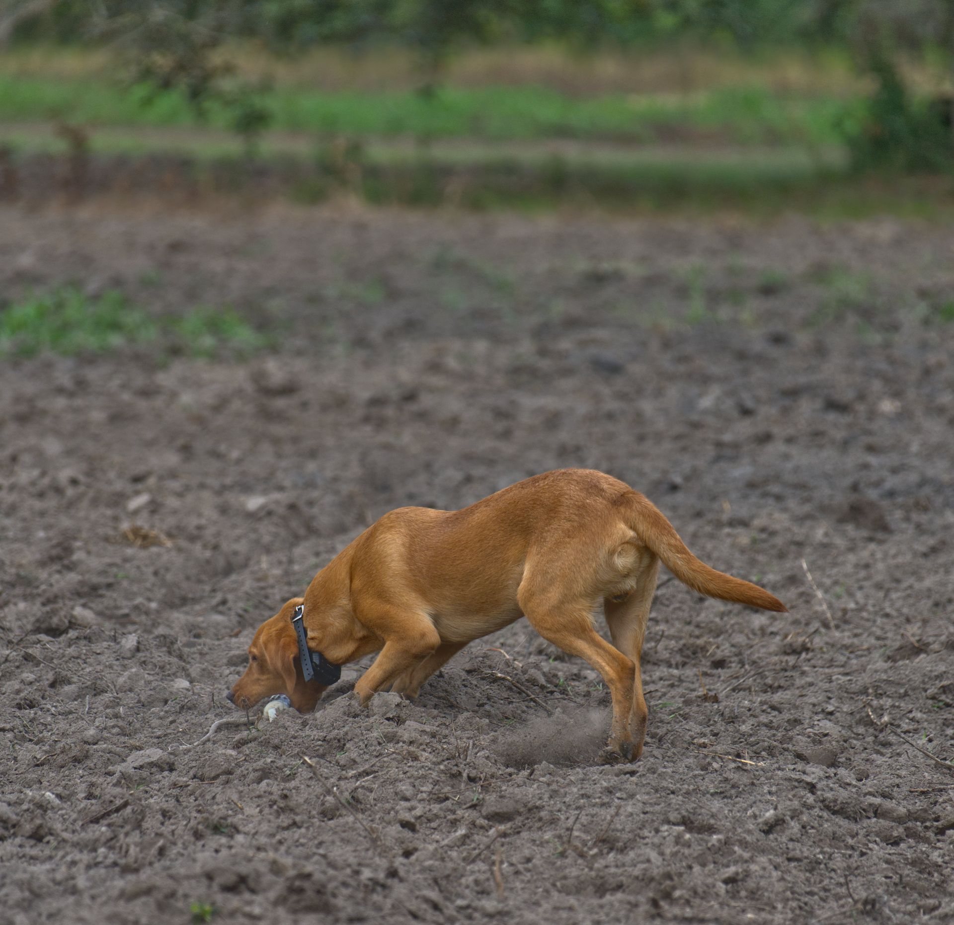 Archer 25 photo 6