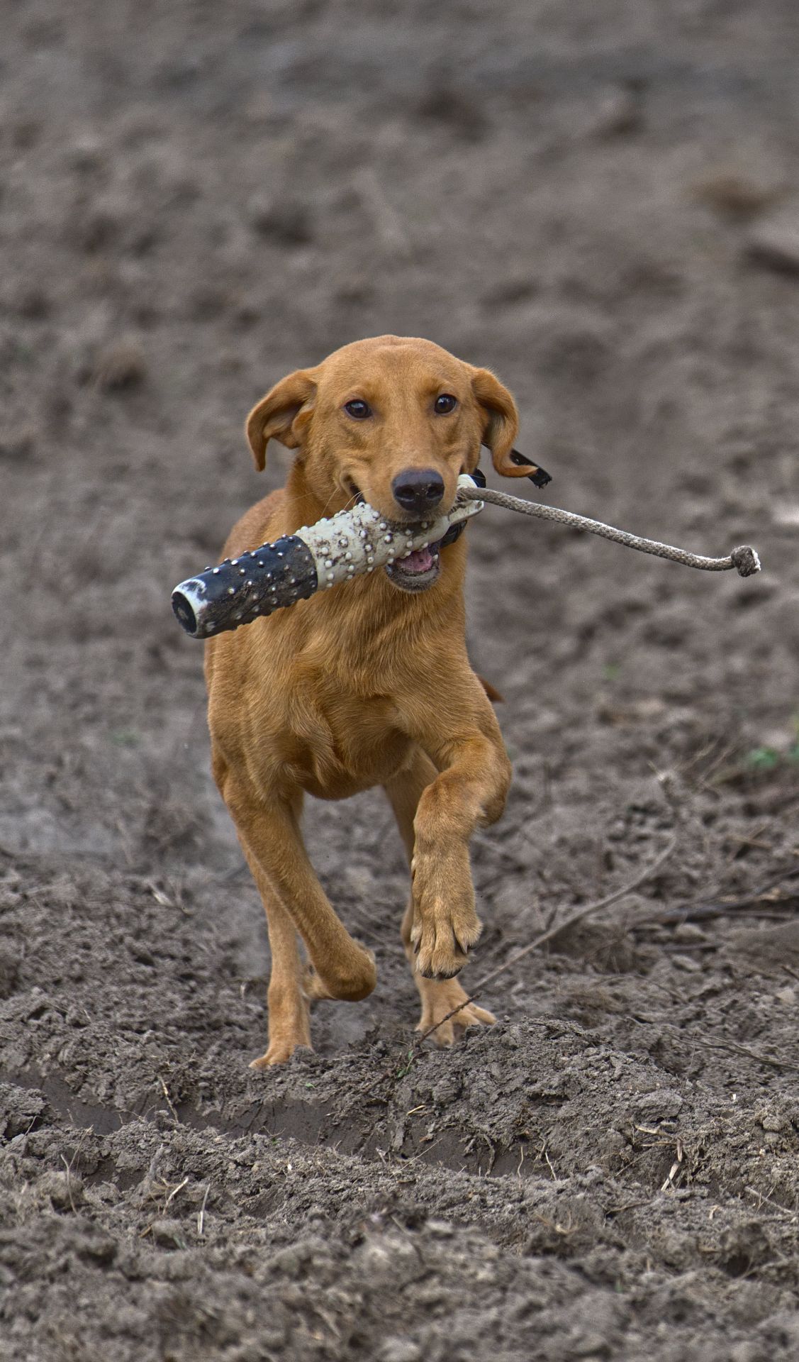 Archer 25 photo 7