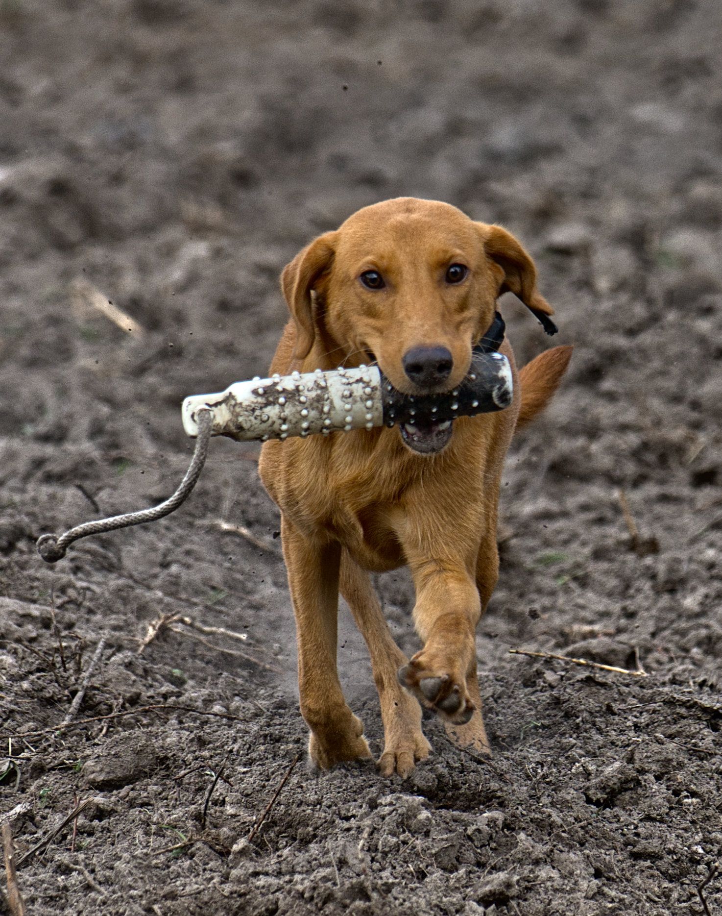 Archer 25 photo 8