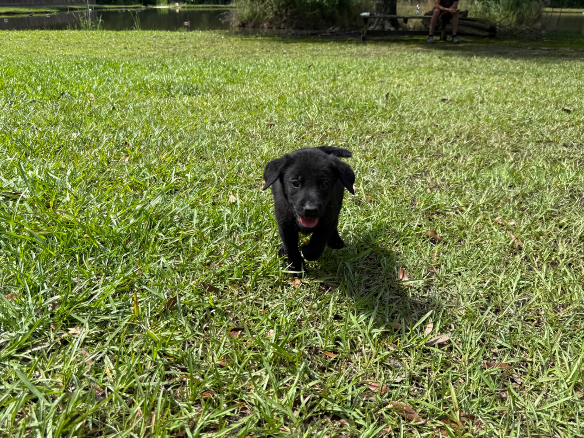 Piney 26 photo 4