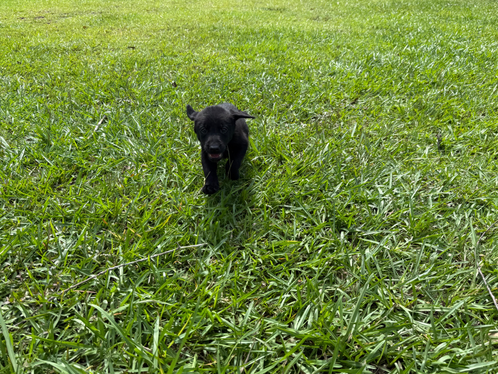Piney 26 photo 5
