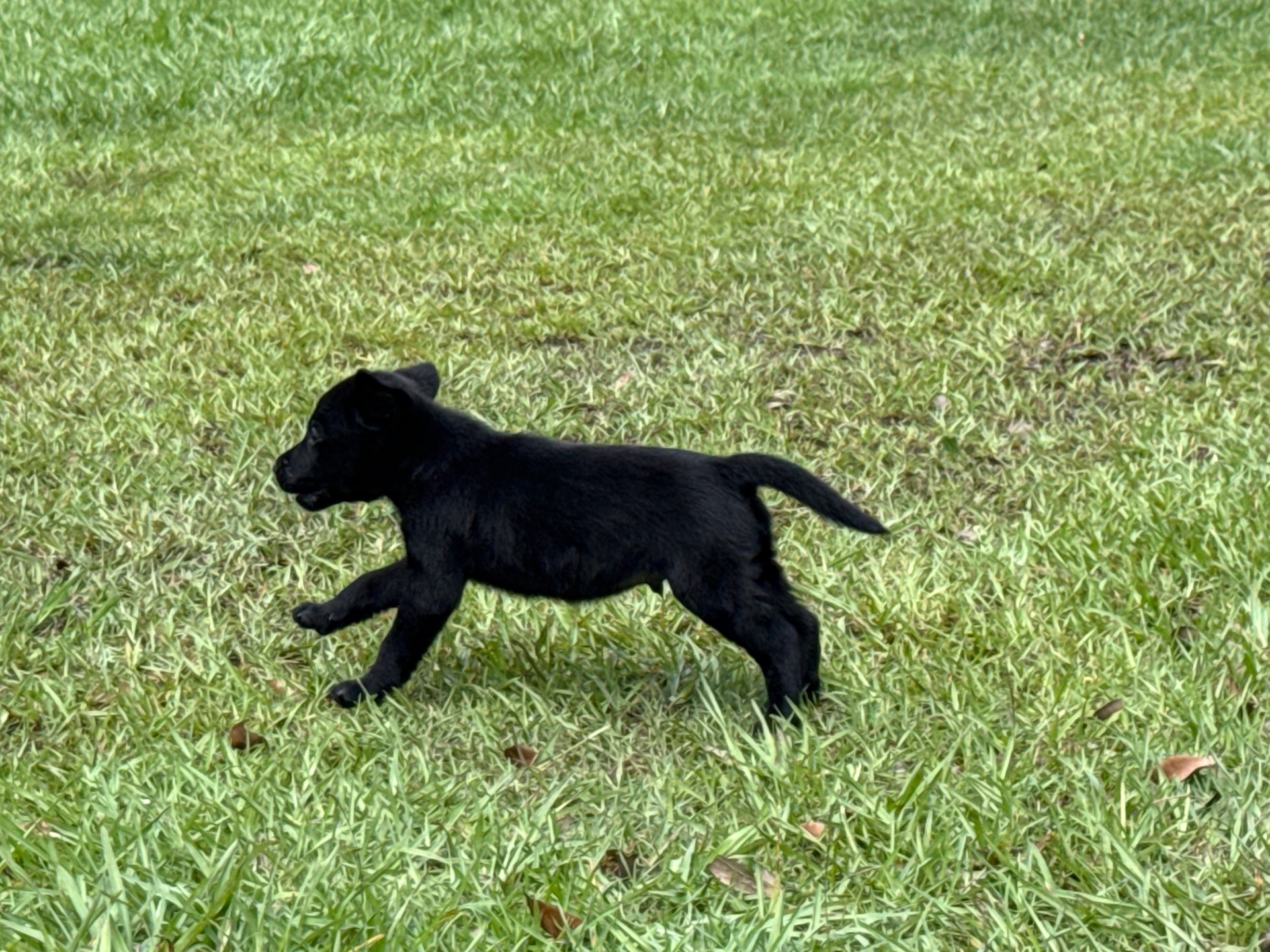 Piney 26 photo 8