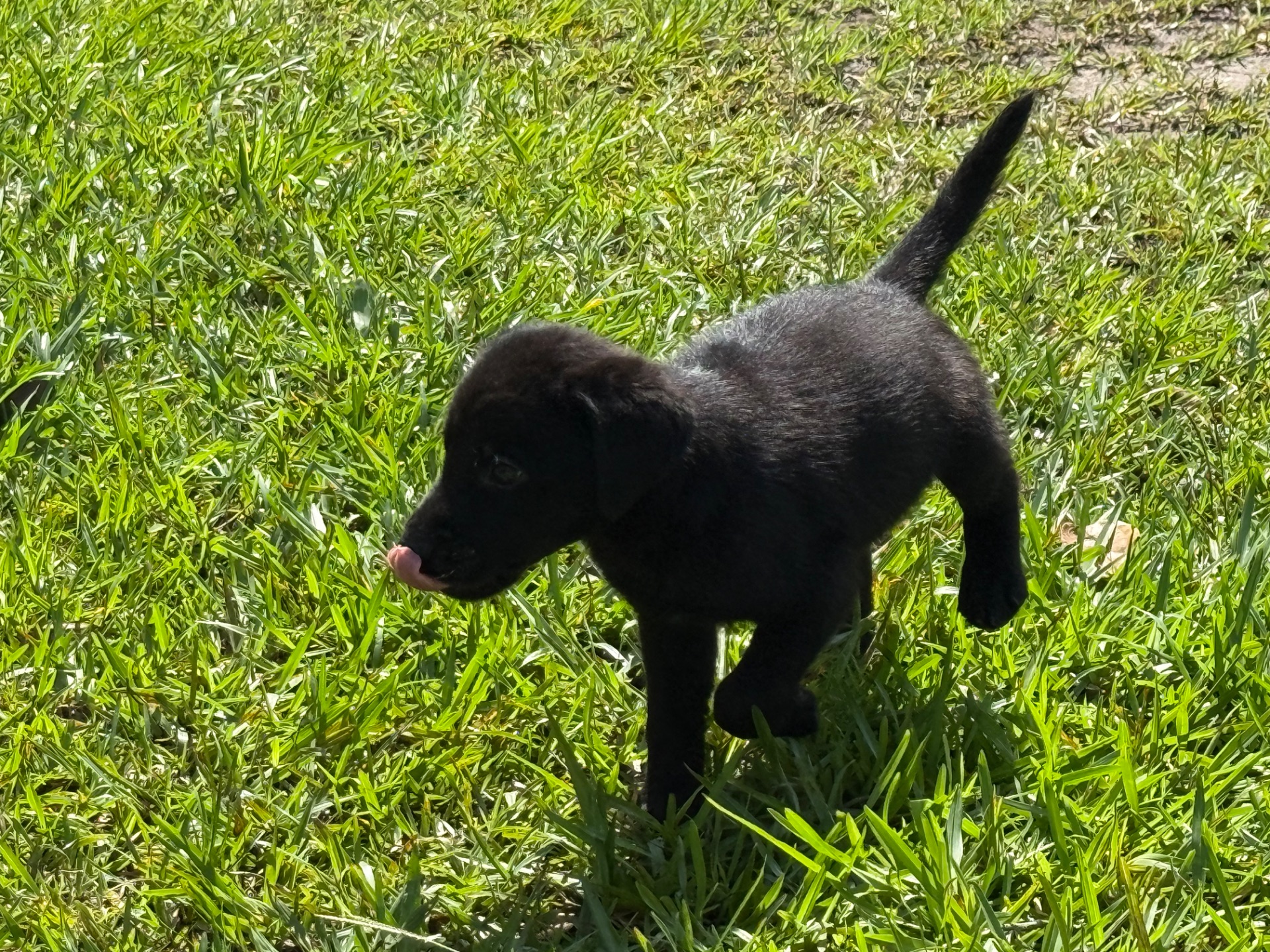 Piney 26 photo 10