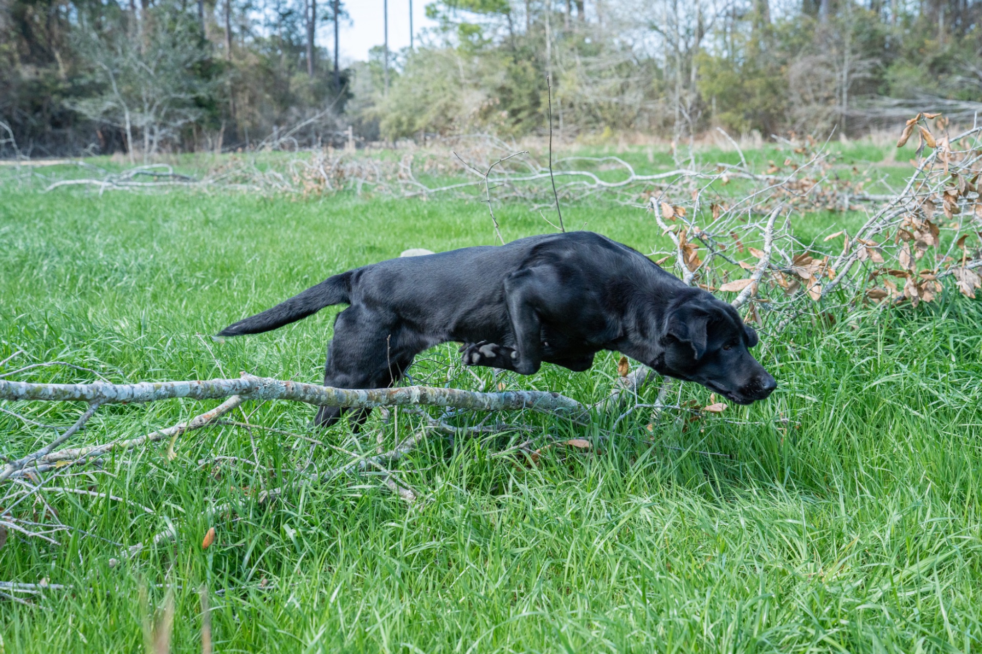 Grace B "ace's Grace Of Goose" photo 2