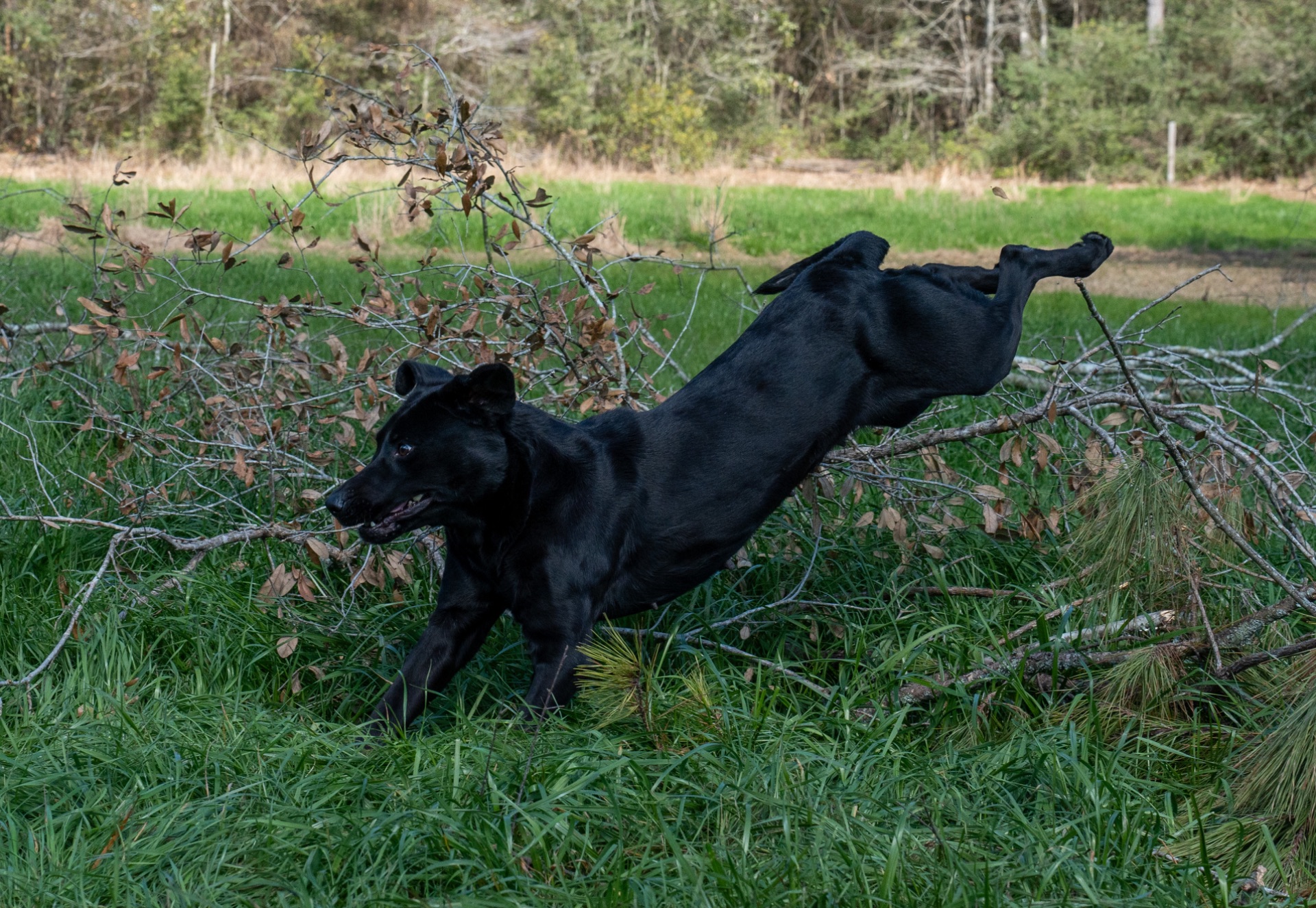 Grace B "ace's Grace Of Goose" photo 4