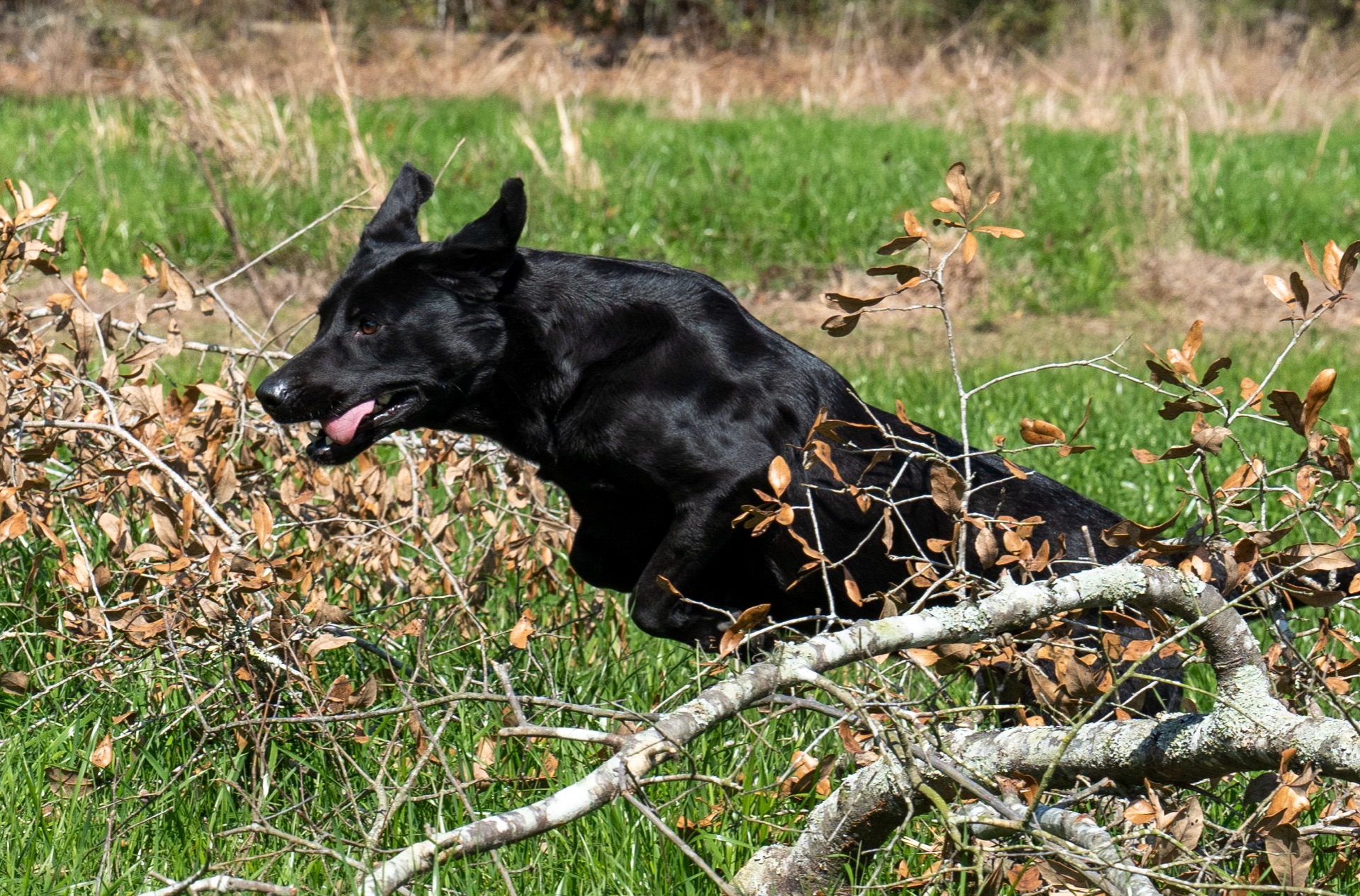 Grace B "ace's Grace Of Goose" photo 5