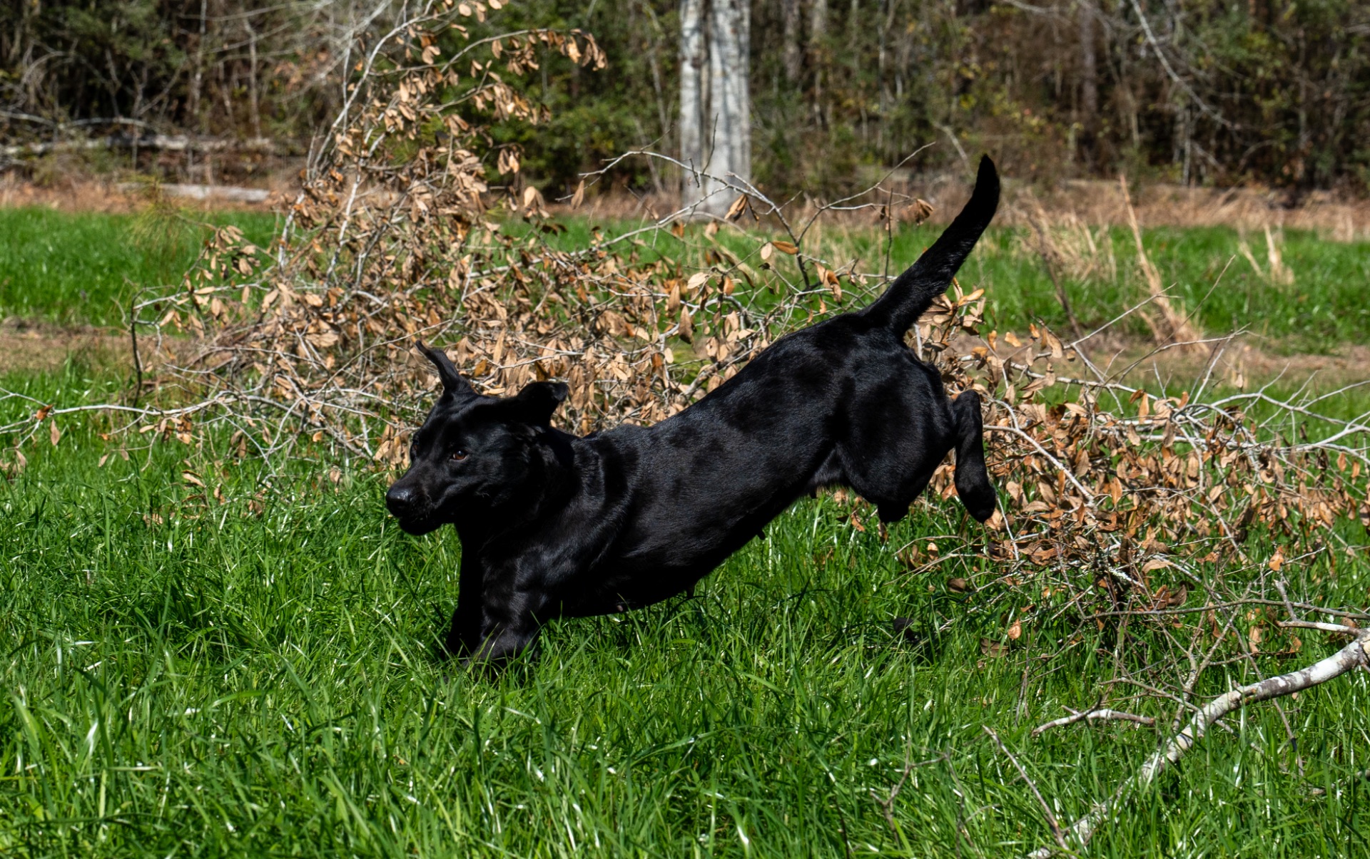 Grace B "ace's Grace Of Goose"