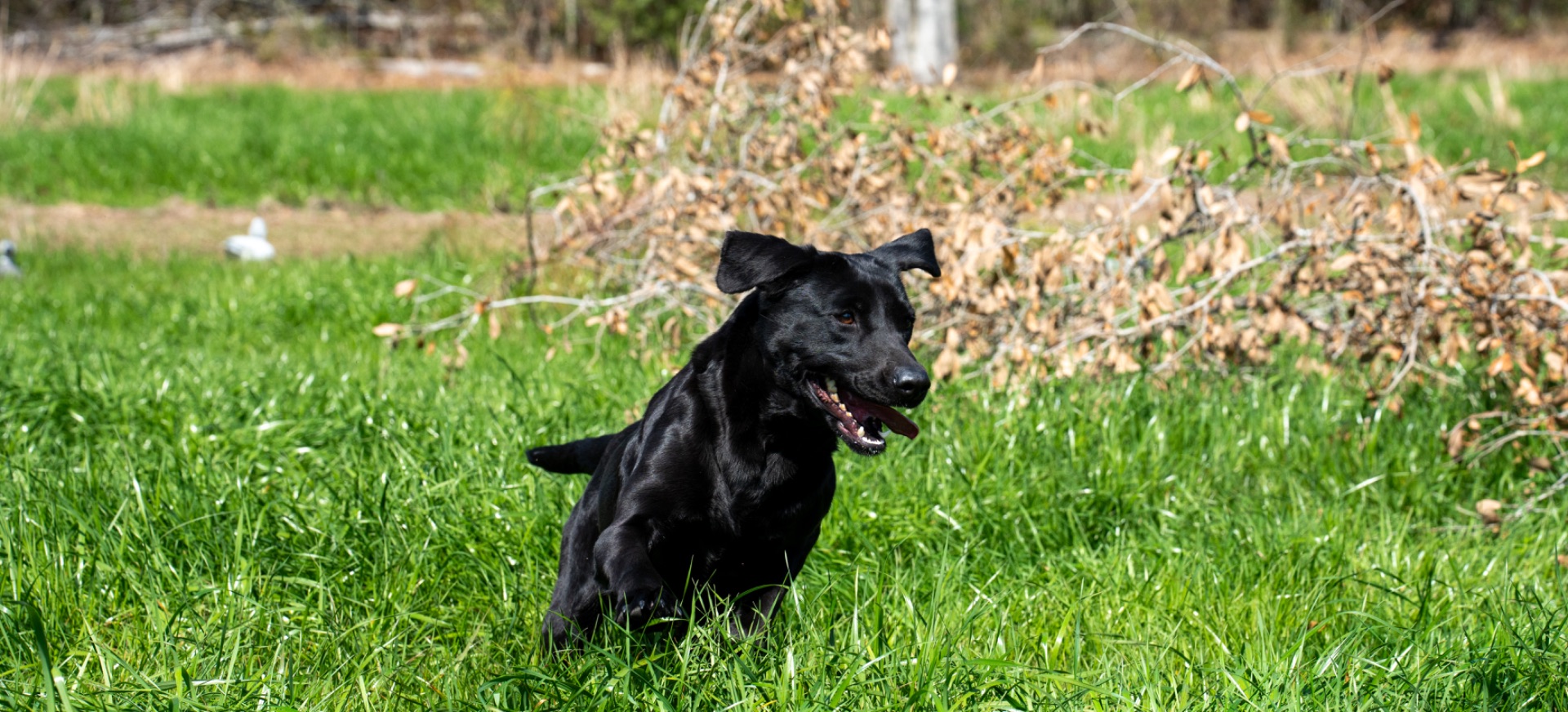 Grace B "ace's Grace Of Goose" photo 6