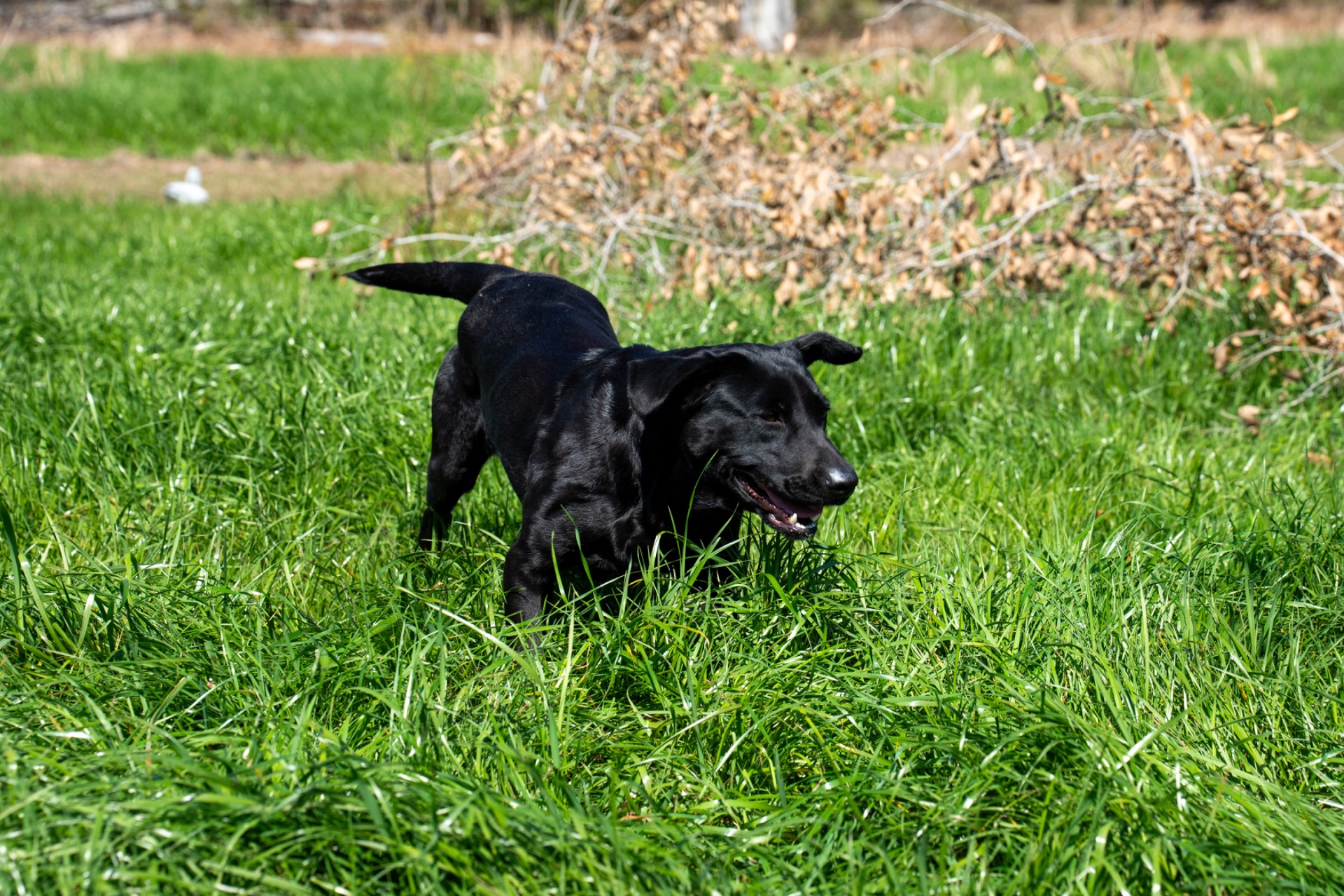 Grace B "ace's Grace Of Goose" photo 7